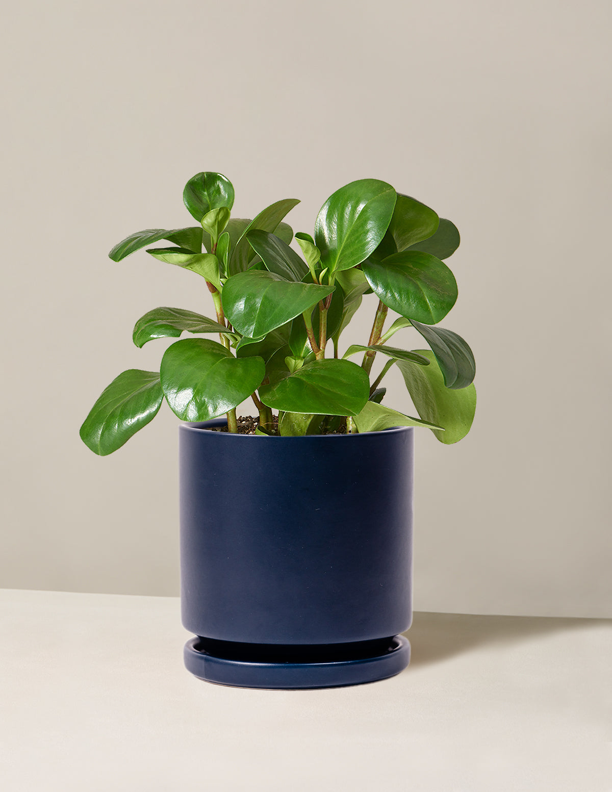 Baby Rubber Plant (Peperomia obtusifolia)