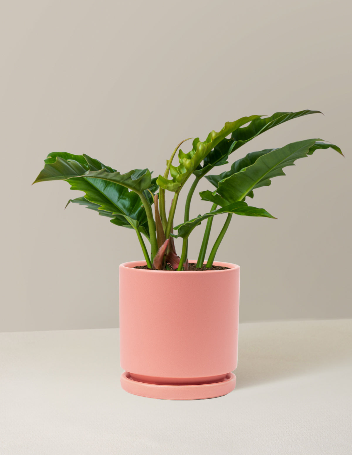 Philodendron 'Jungle Boogie'