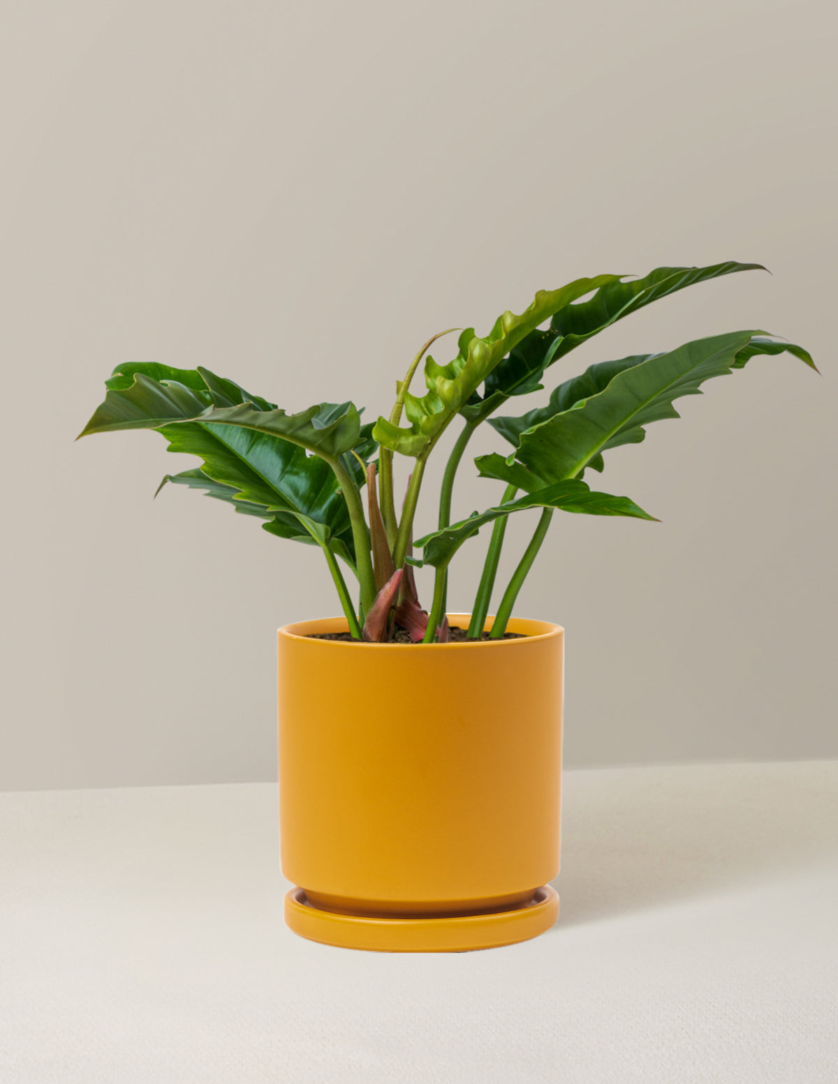 Philodendron 'Jungle Boogie'