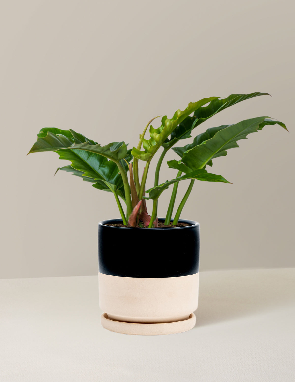 Philodendron 'Jungle Boogie'