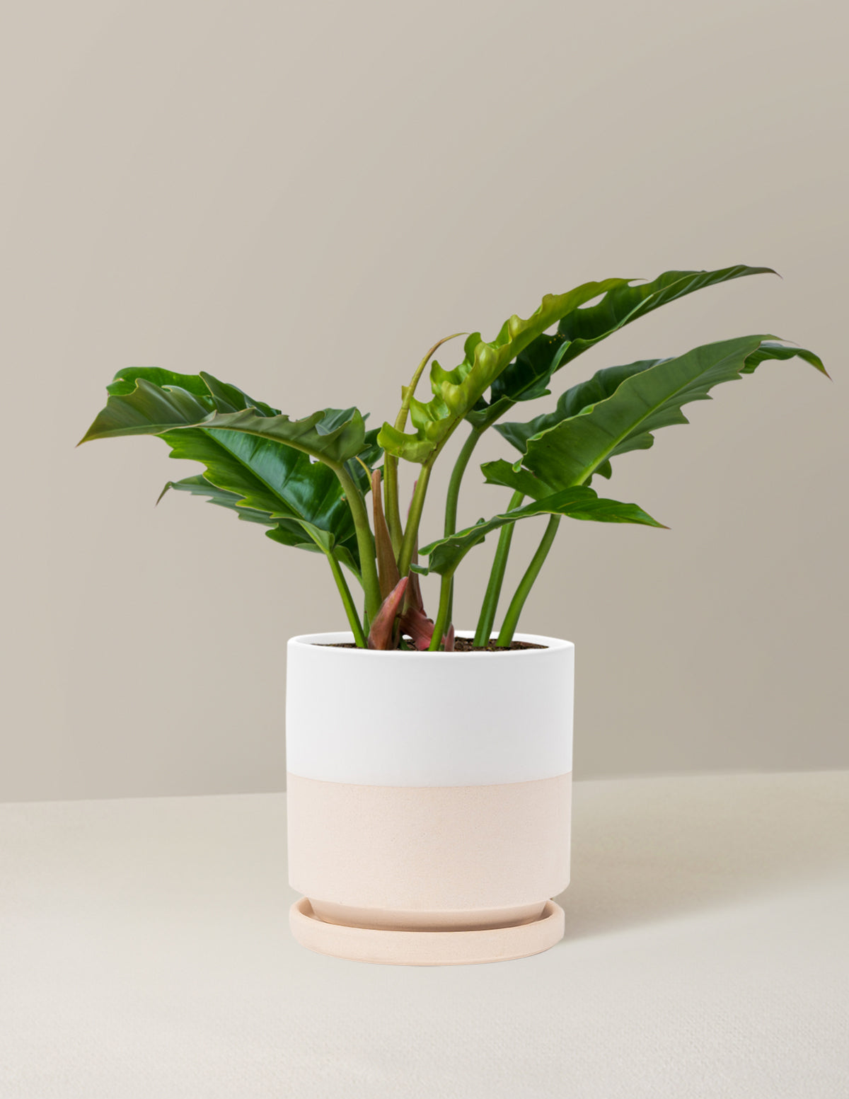 Philodendron 'Jungle Boogie'