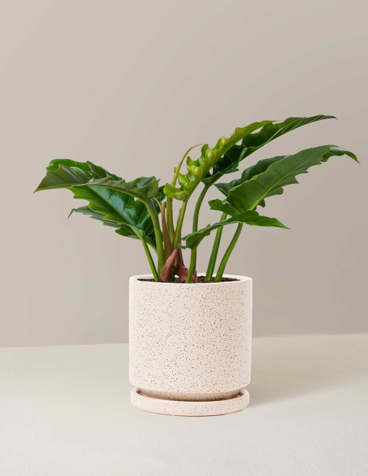 Philodendron 'Jungle Boogie'