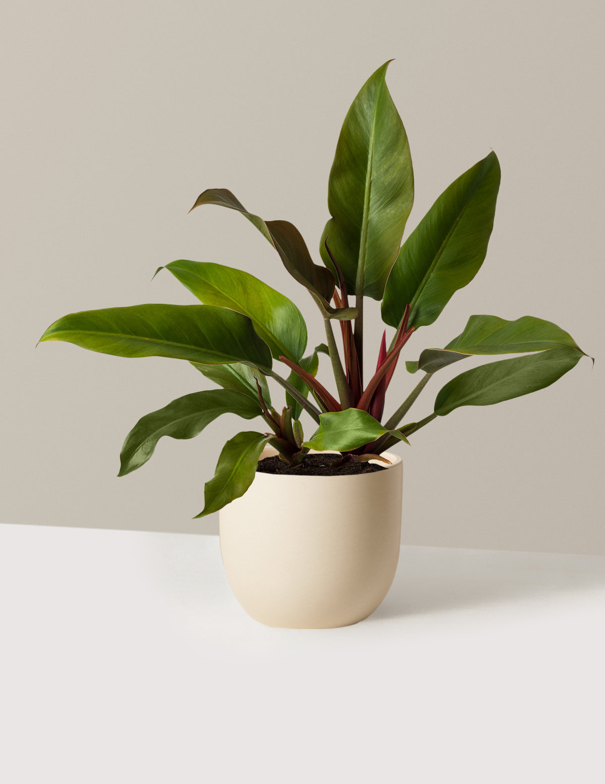 Philodendron 'Autumn'
