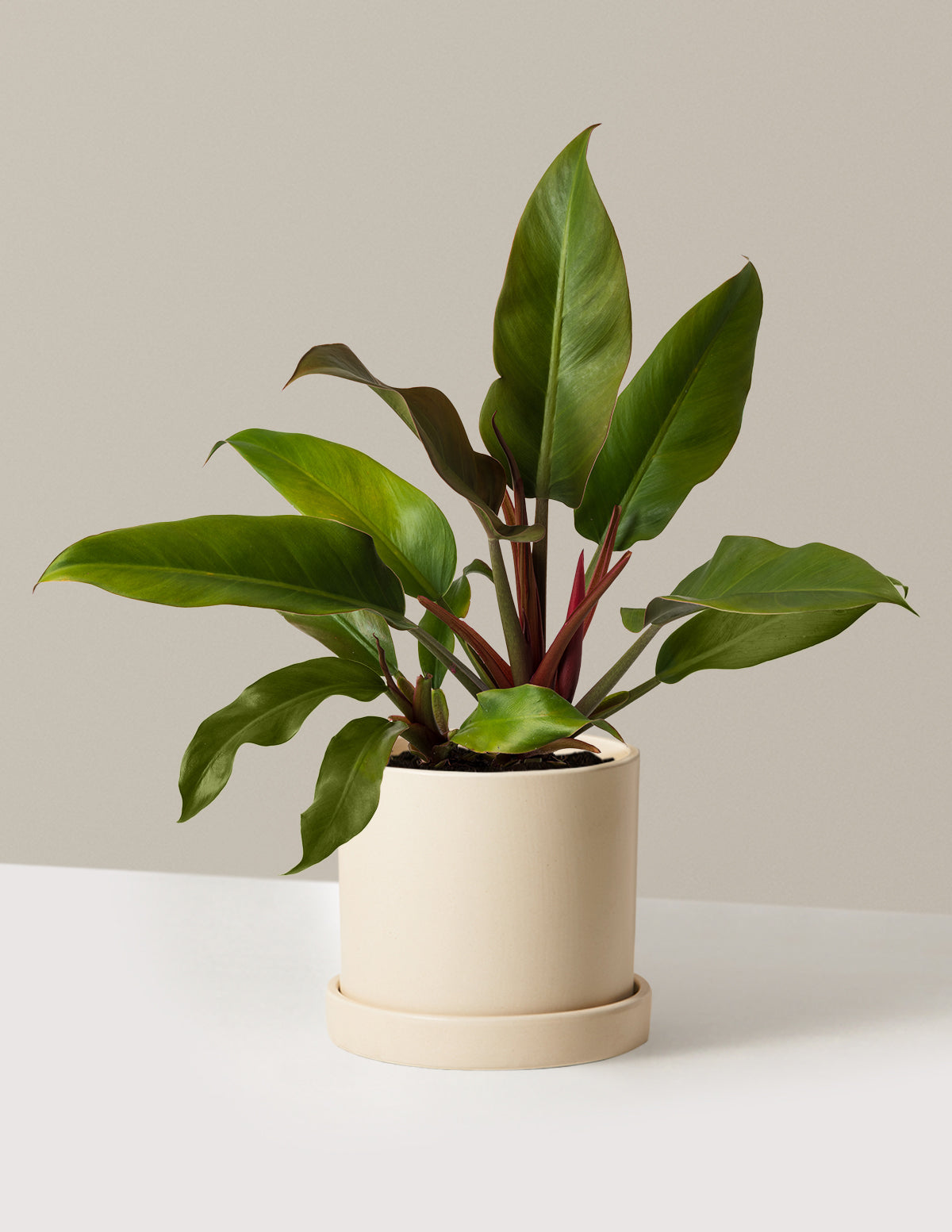 Philodendron 'Autumn'