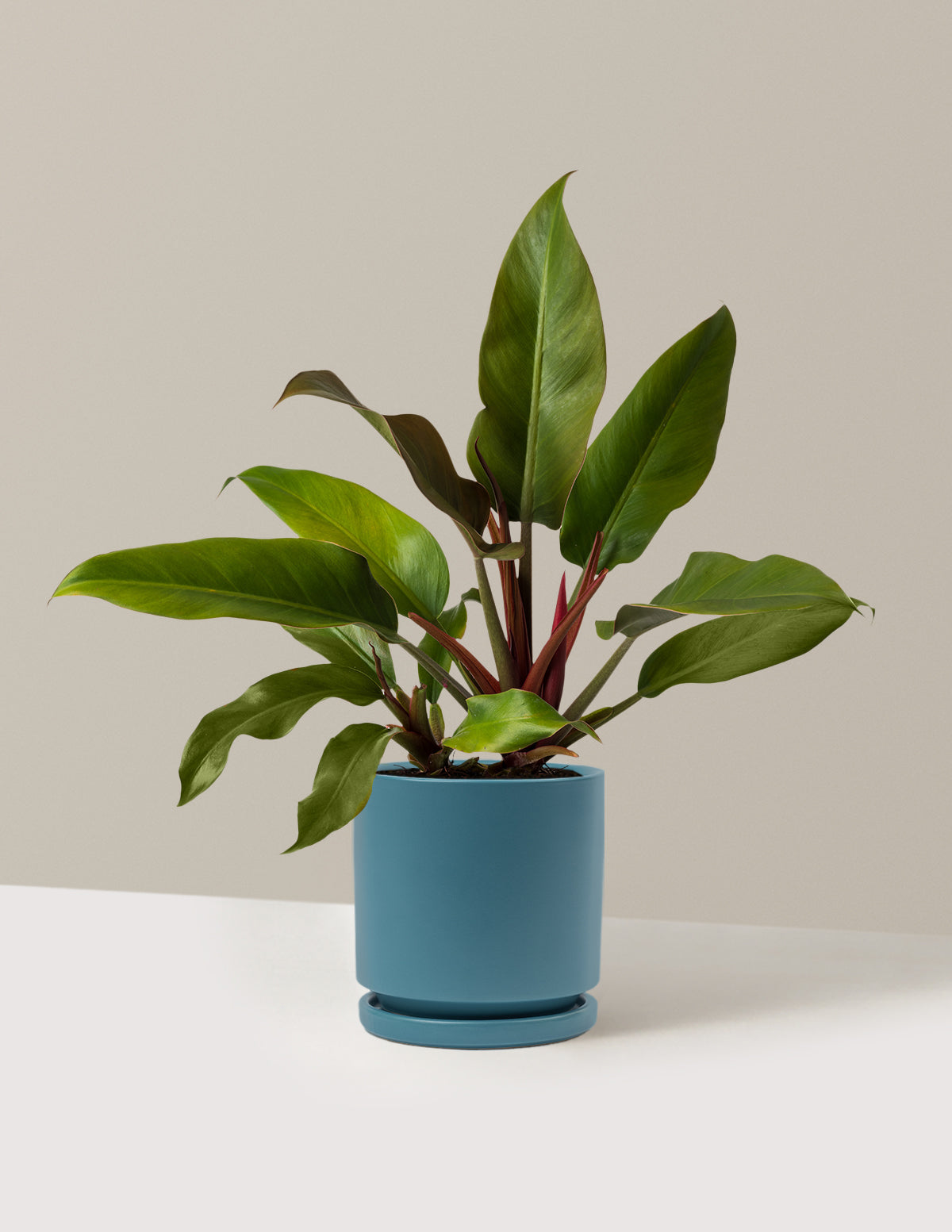 Philodendron 'Autumn'