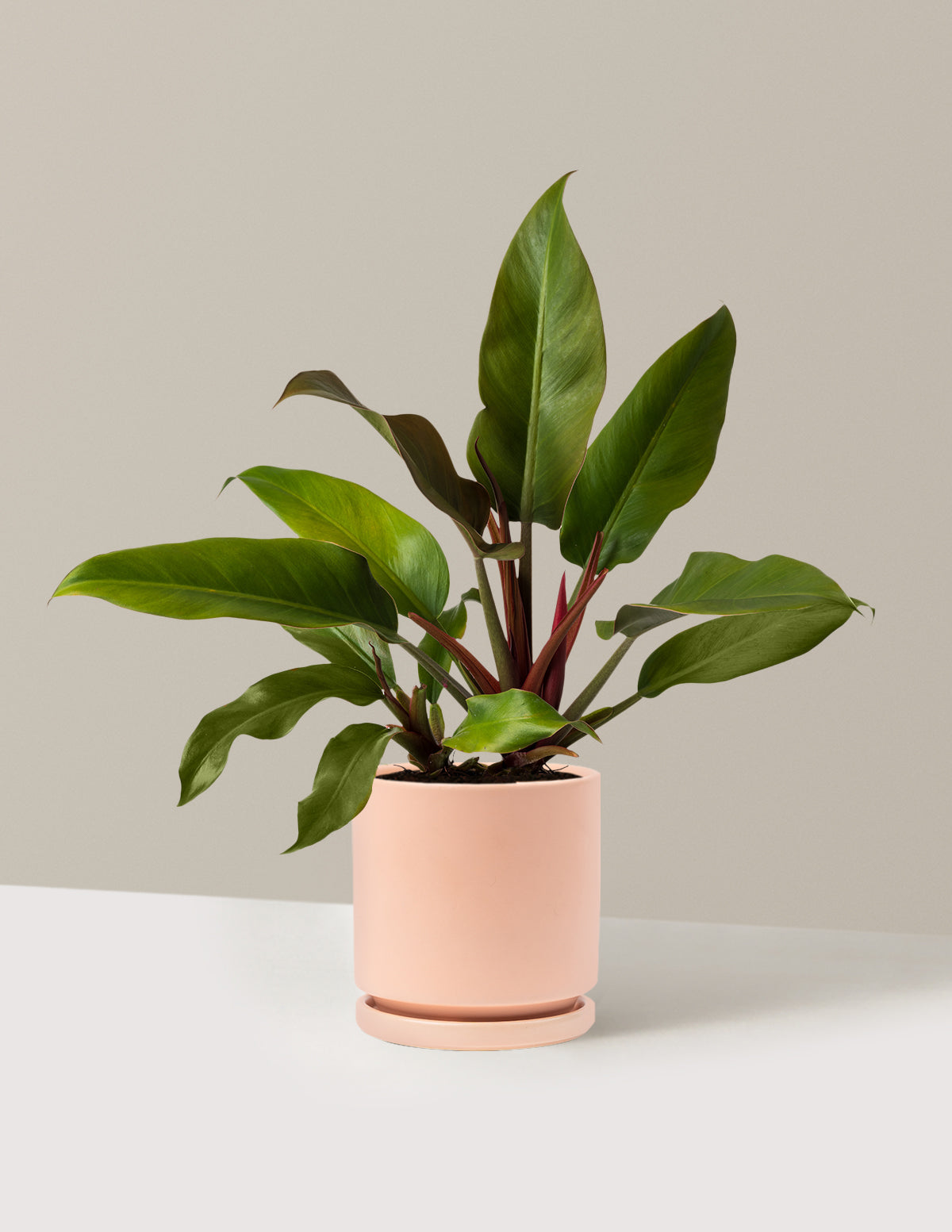 Philodendron 'Autumn'