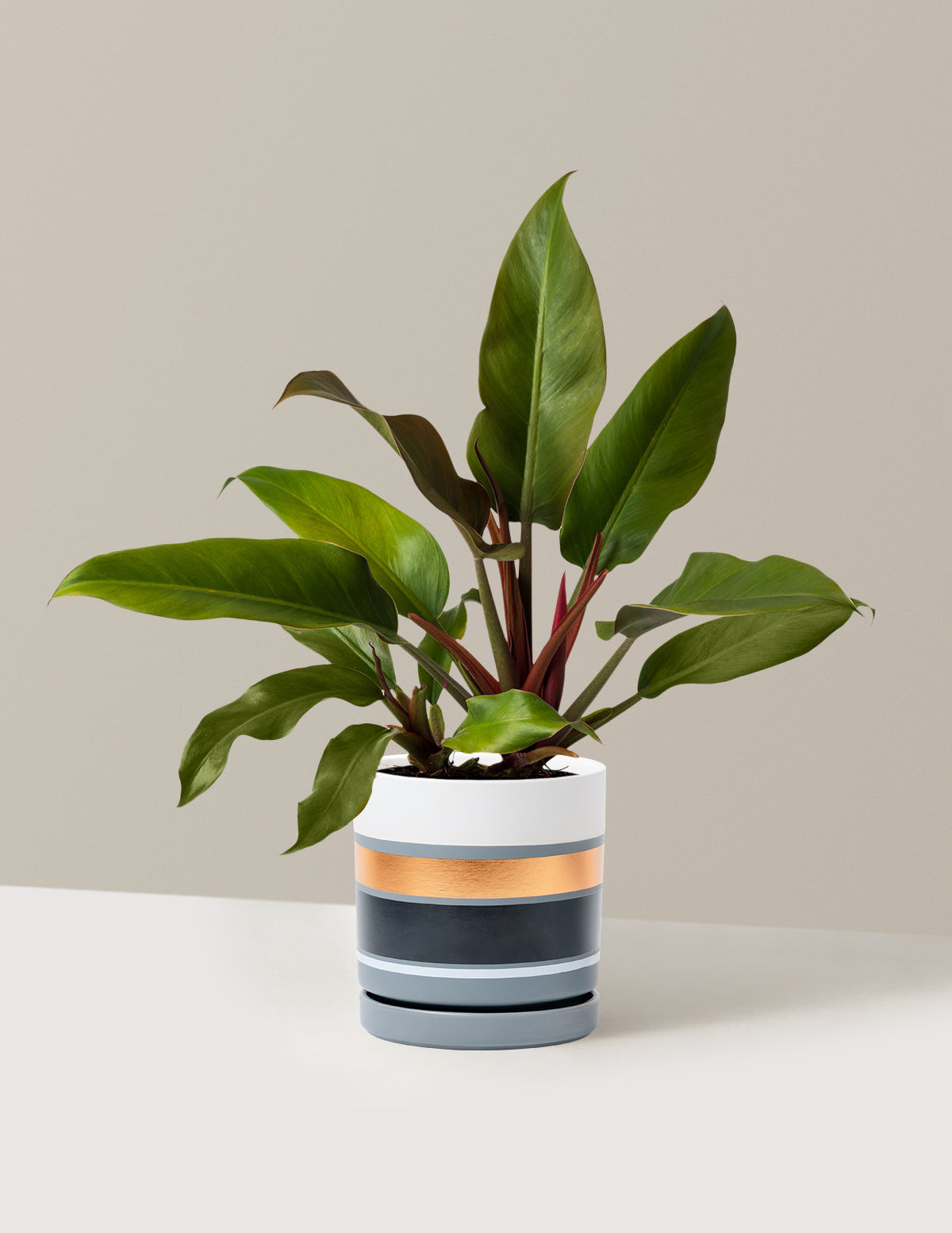 Philodendron 'Autumn'