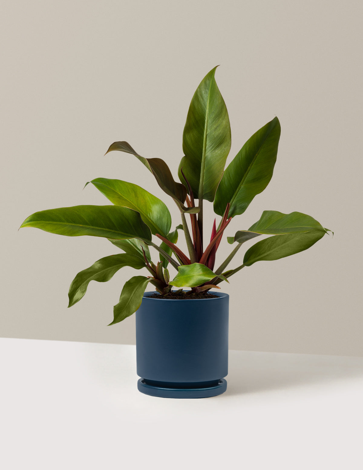 Philodendron 'Autumn'