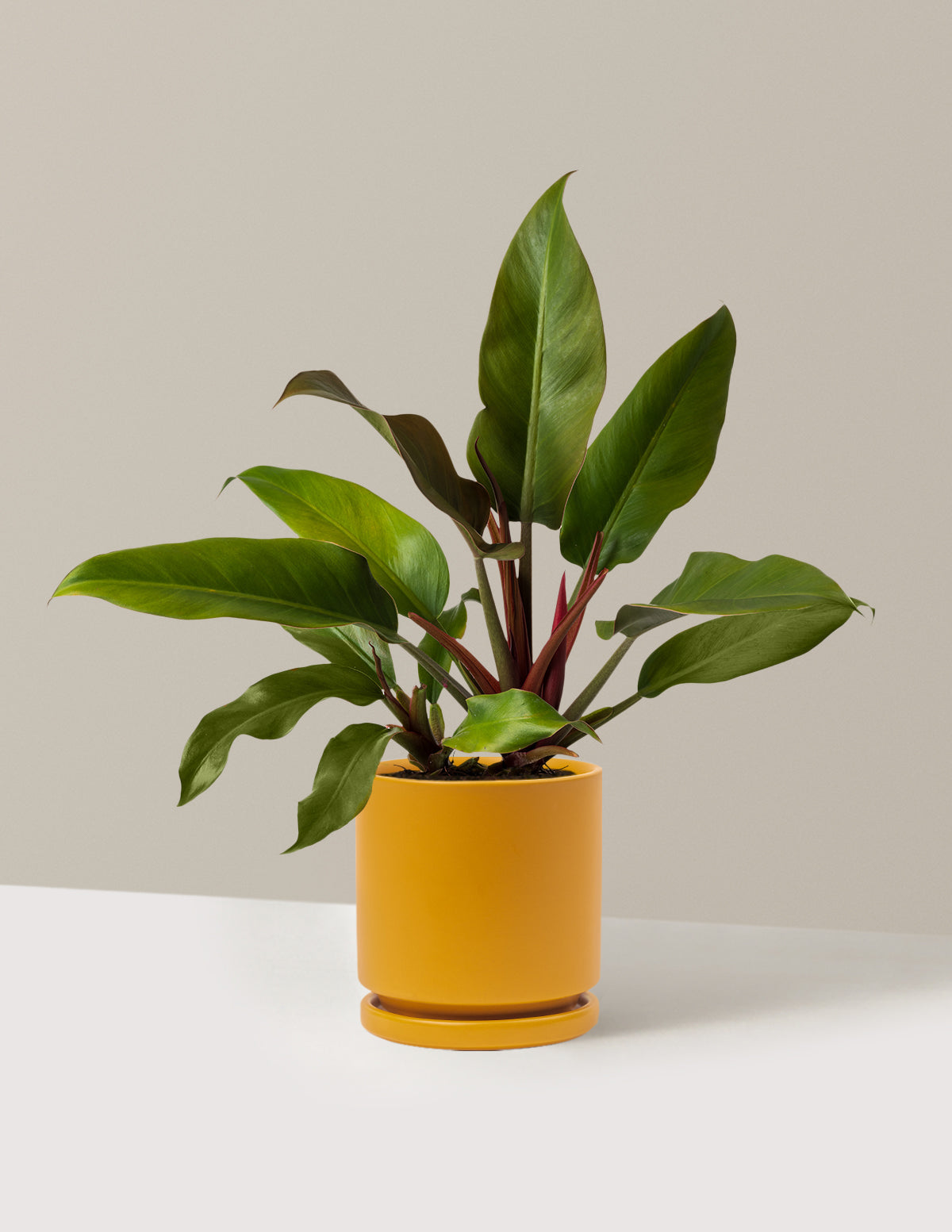 Philodendron 'Autumn'