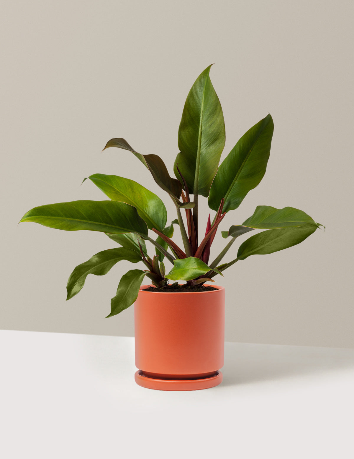 Philodendron 'Autumn'