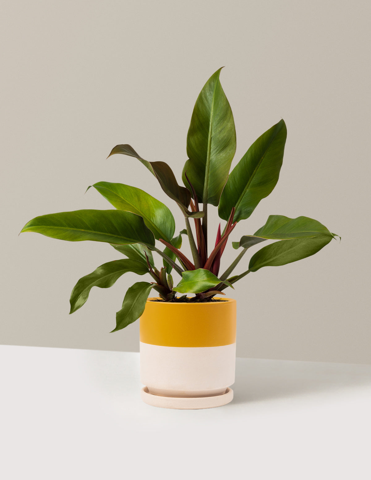 Philodendron 'Autumn'