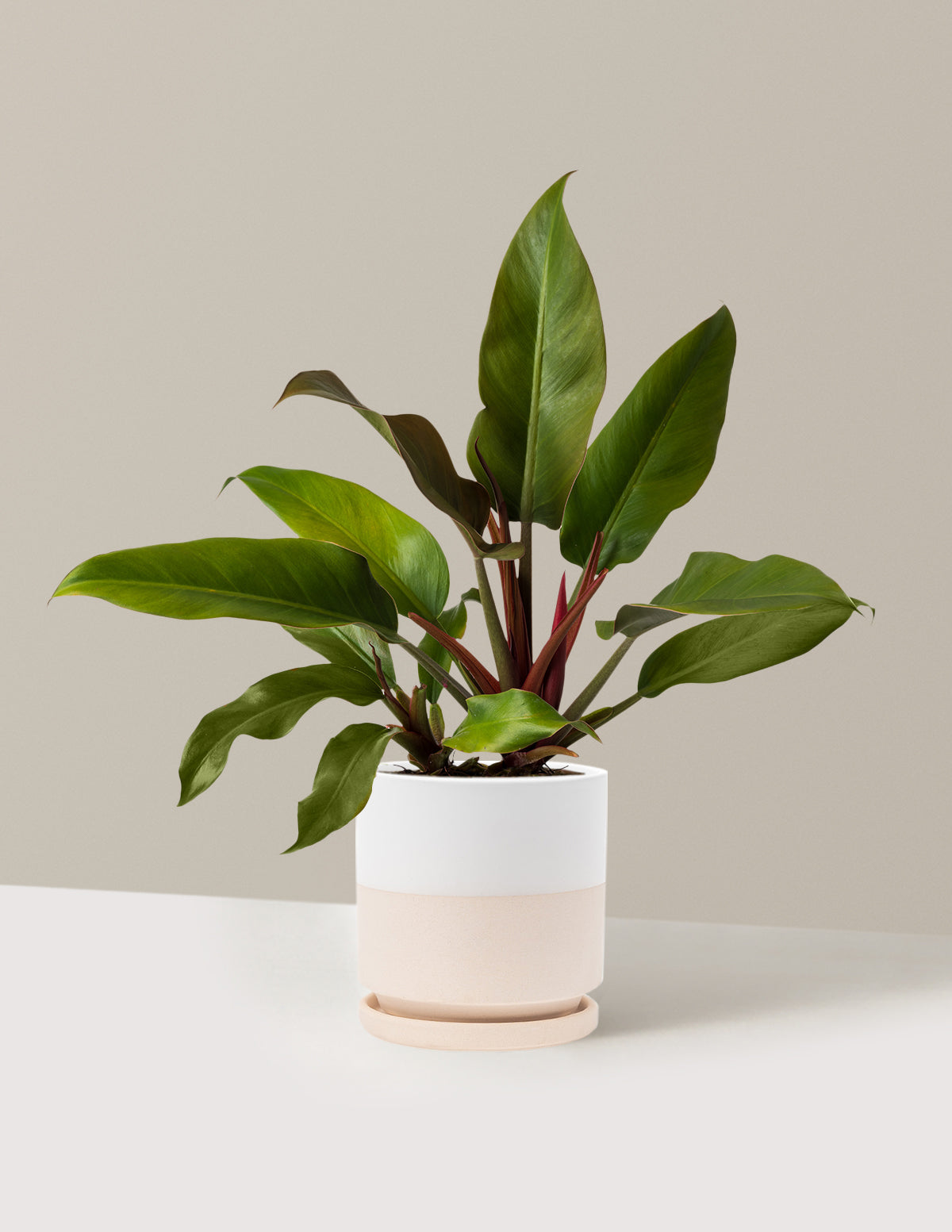 Philodendron 'Autumn'