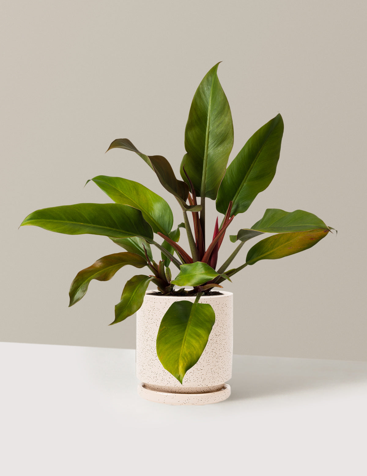 Philodendron 'Autumn'