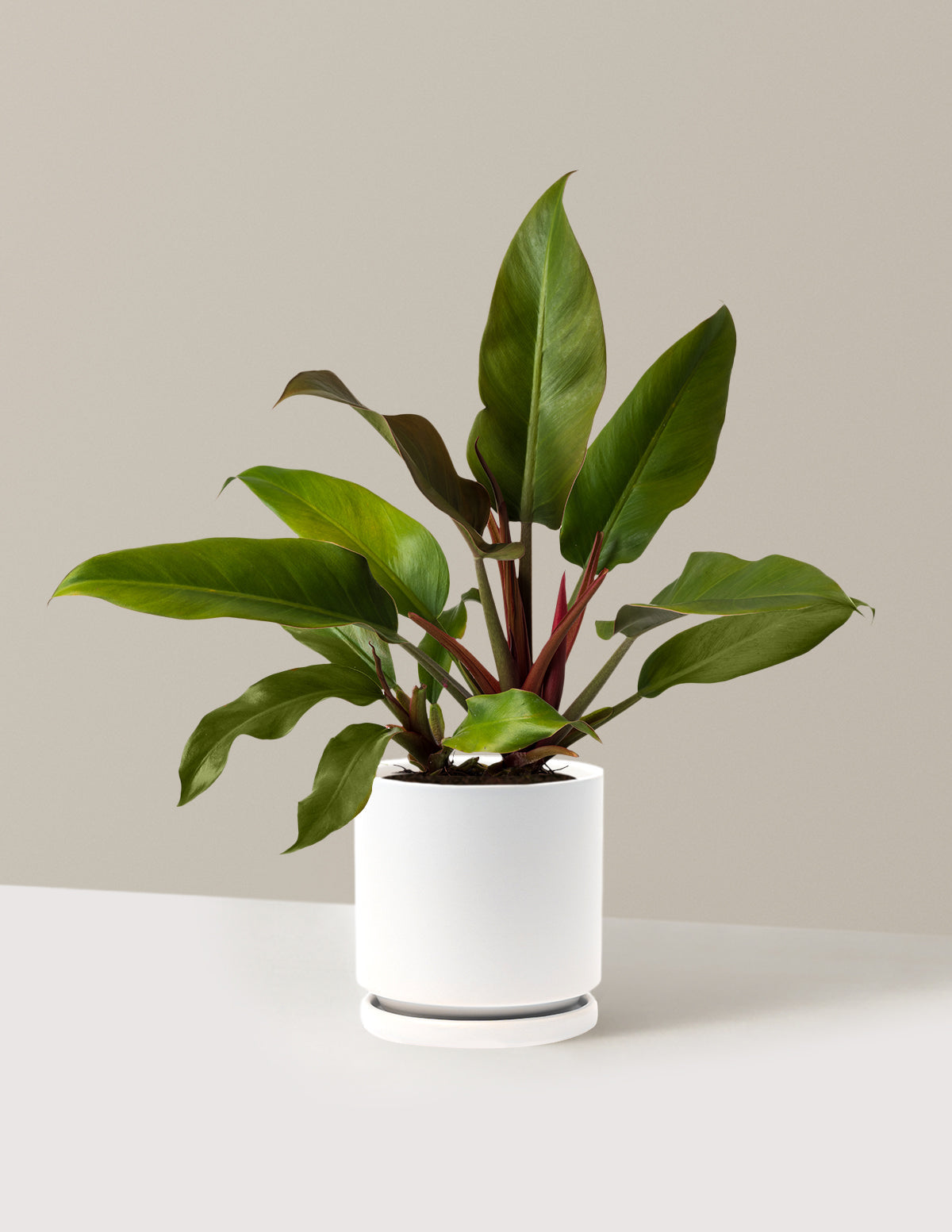Philodendron 'Autumn'