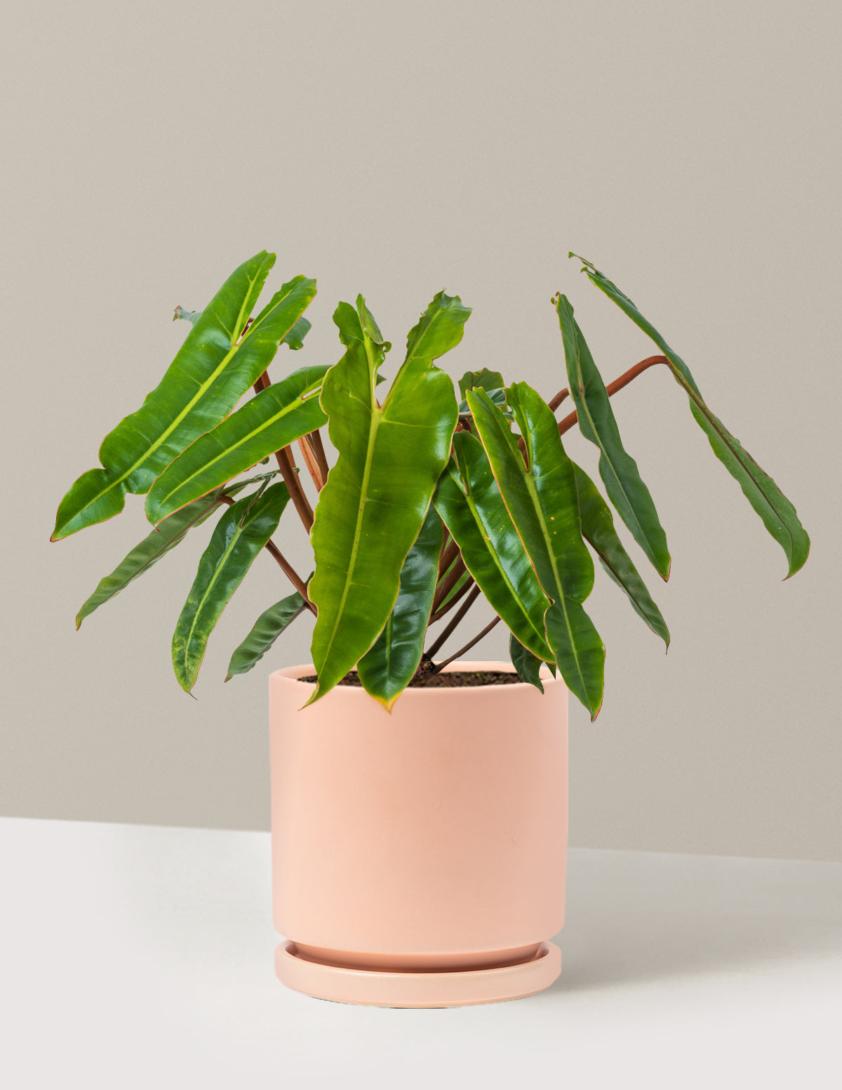 Philodendron Billietiae