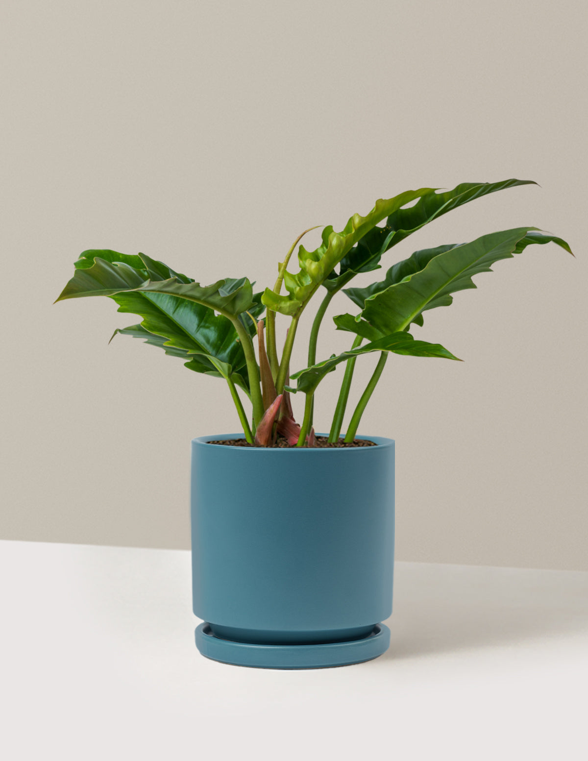 Philodendron 'Jungle Boogie'
