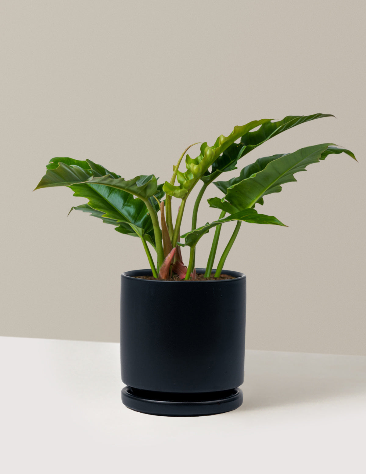 Philodendron 'Jungle Boogie'