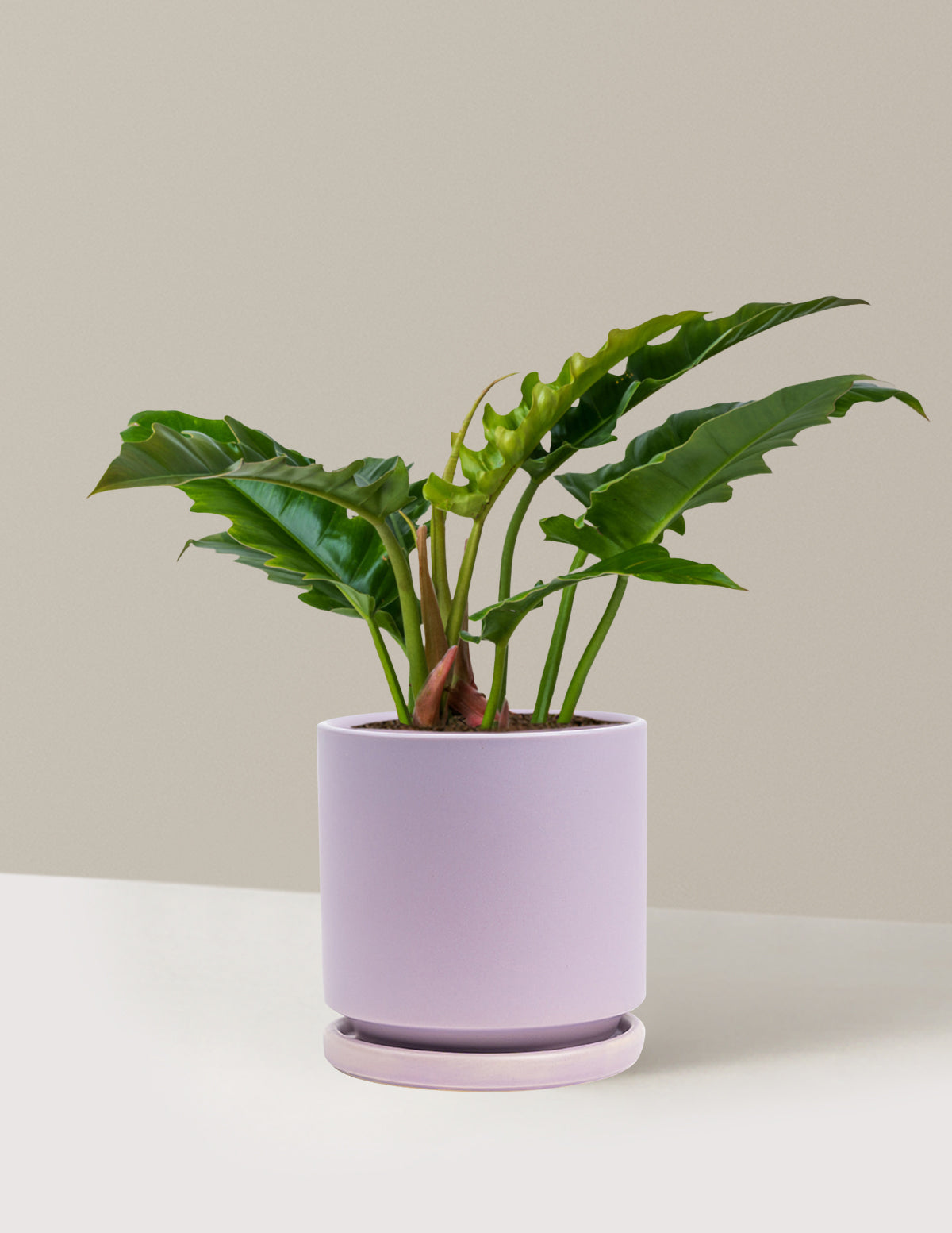Philodendron 'Jungle Boogie'