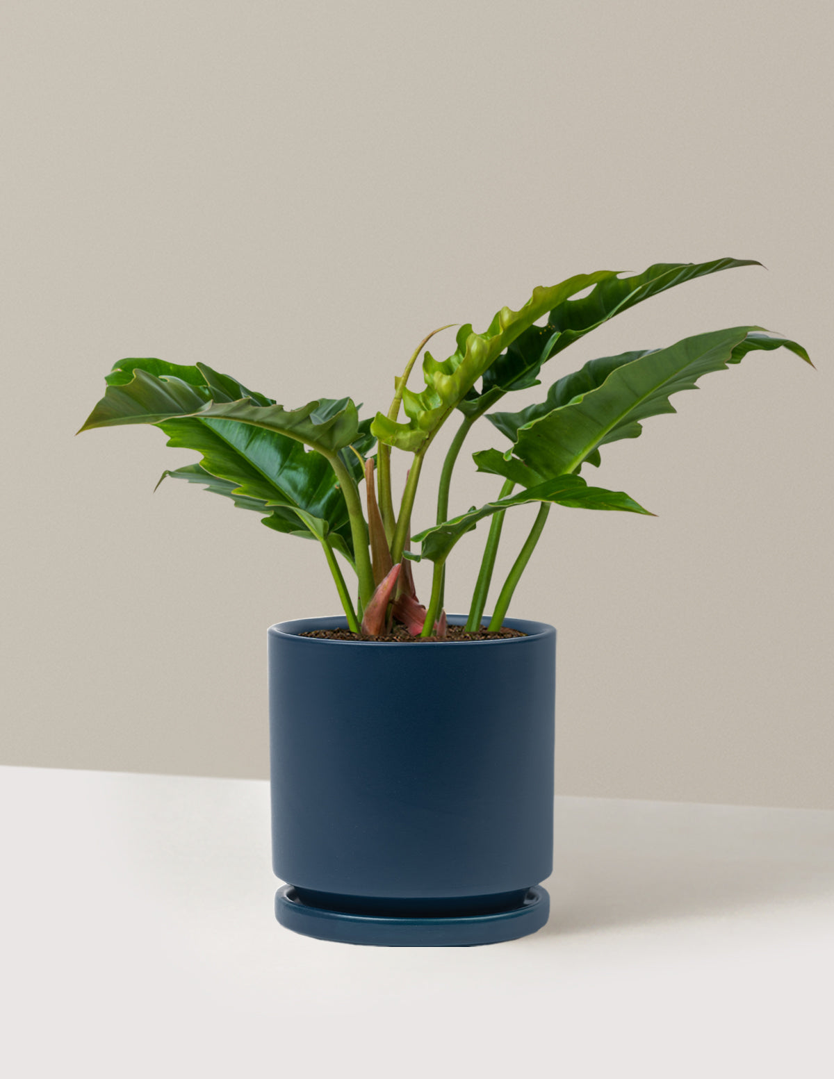 Philodendron 'Jungle Boogie'