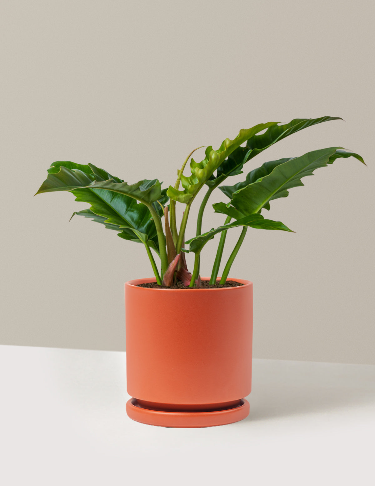 Philodendron 'Jungle Boogie'