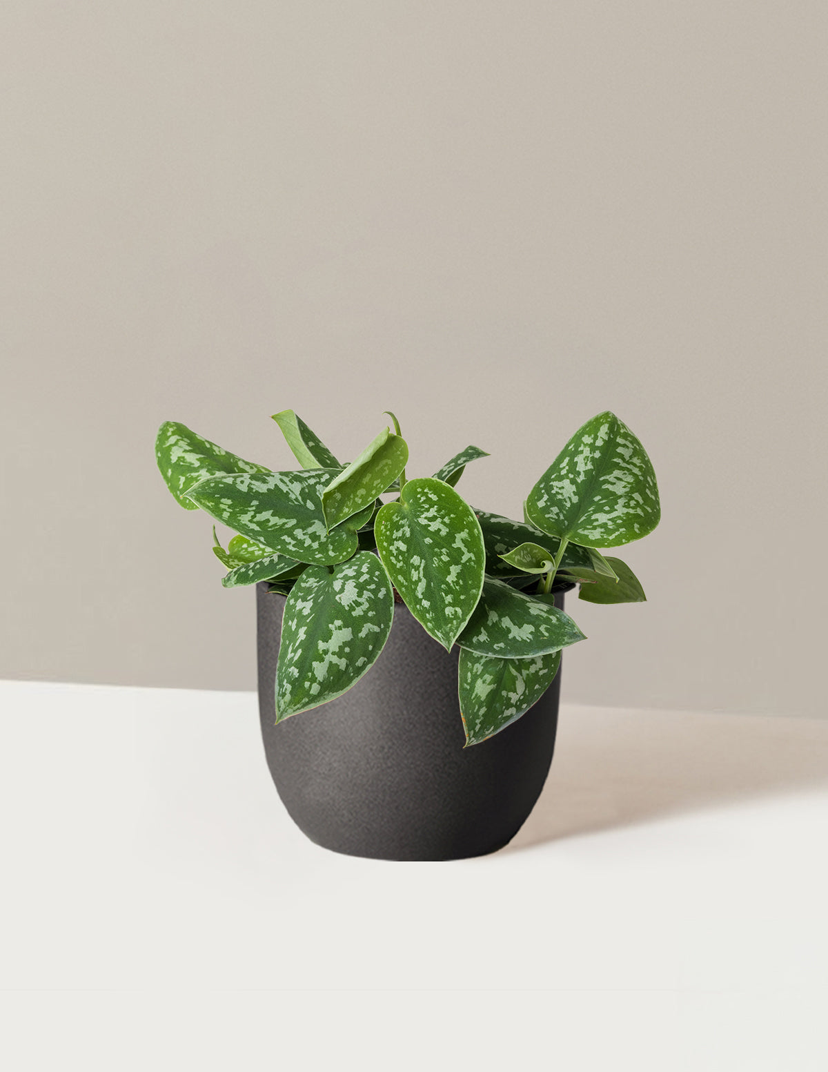 Philodendron Silver