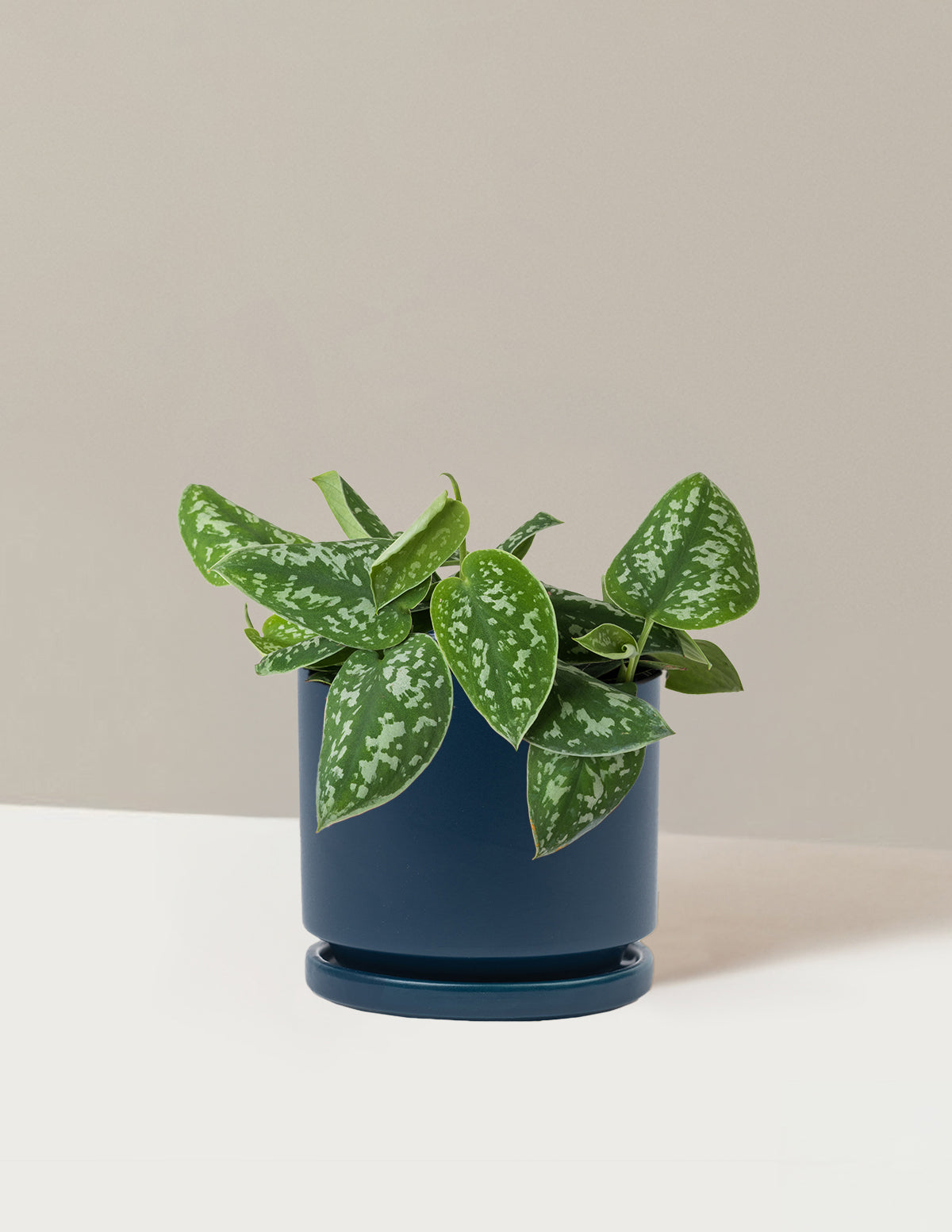 Philodendron Silver