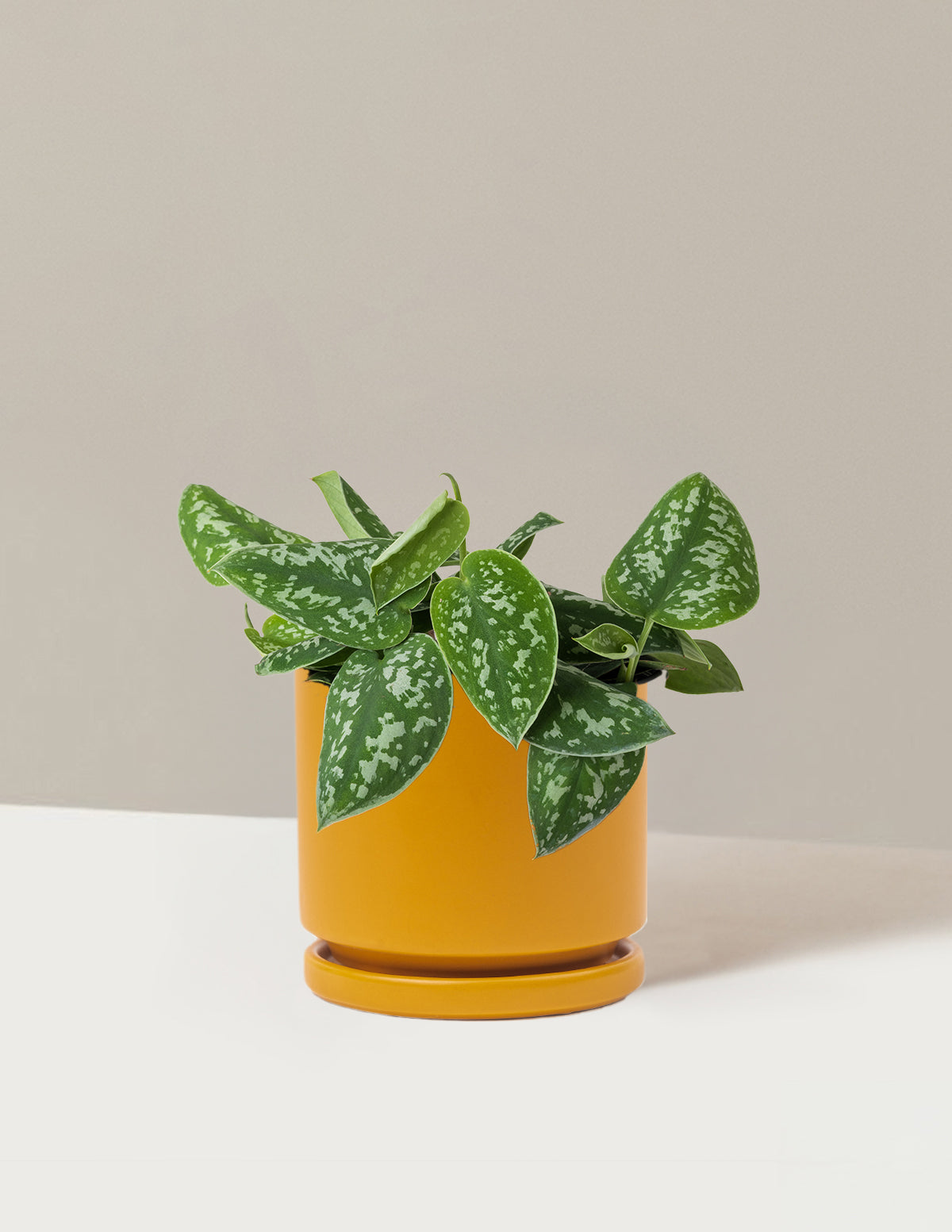 Philodendron Silver