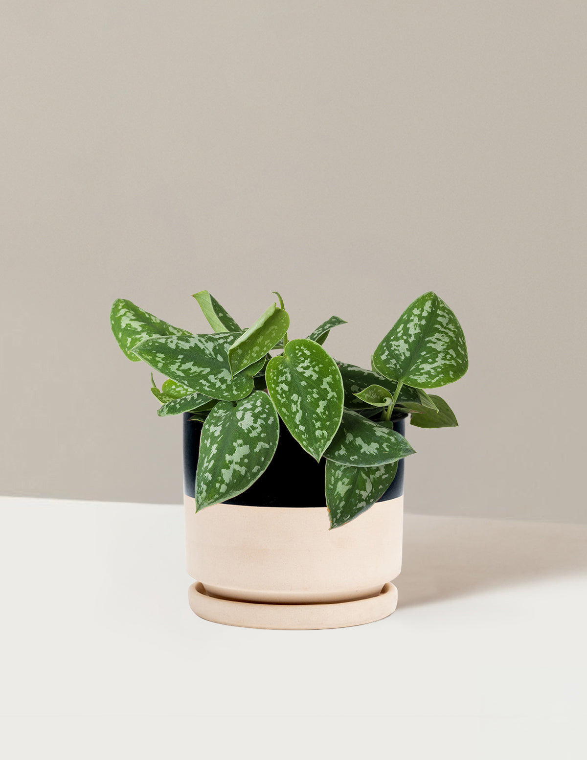 Philodendron Silver