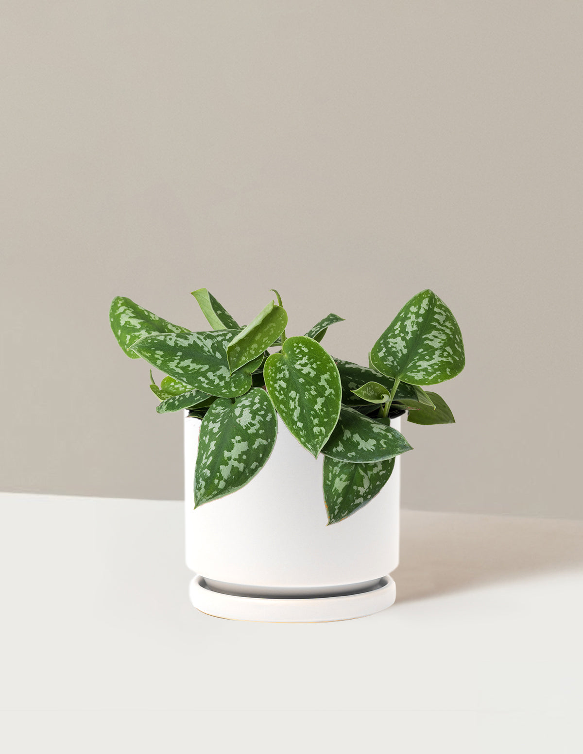 Philodendron Silver