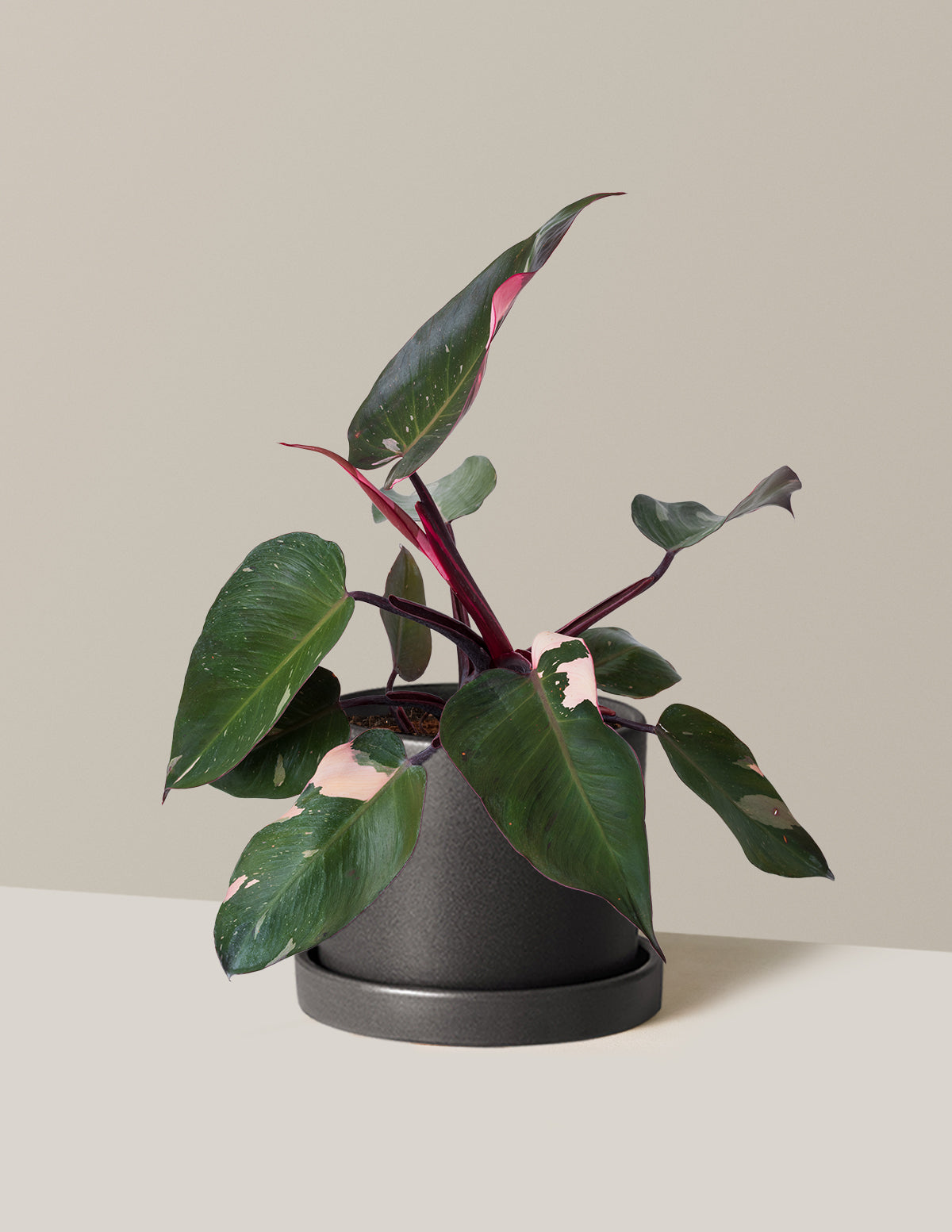 Philodendron Pink Princess