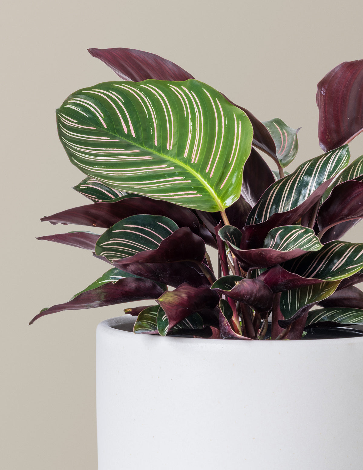 Calathea Pinstripe (Papatya Calathea)
