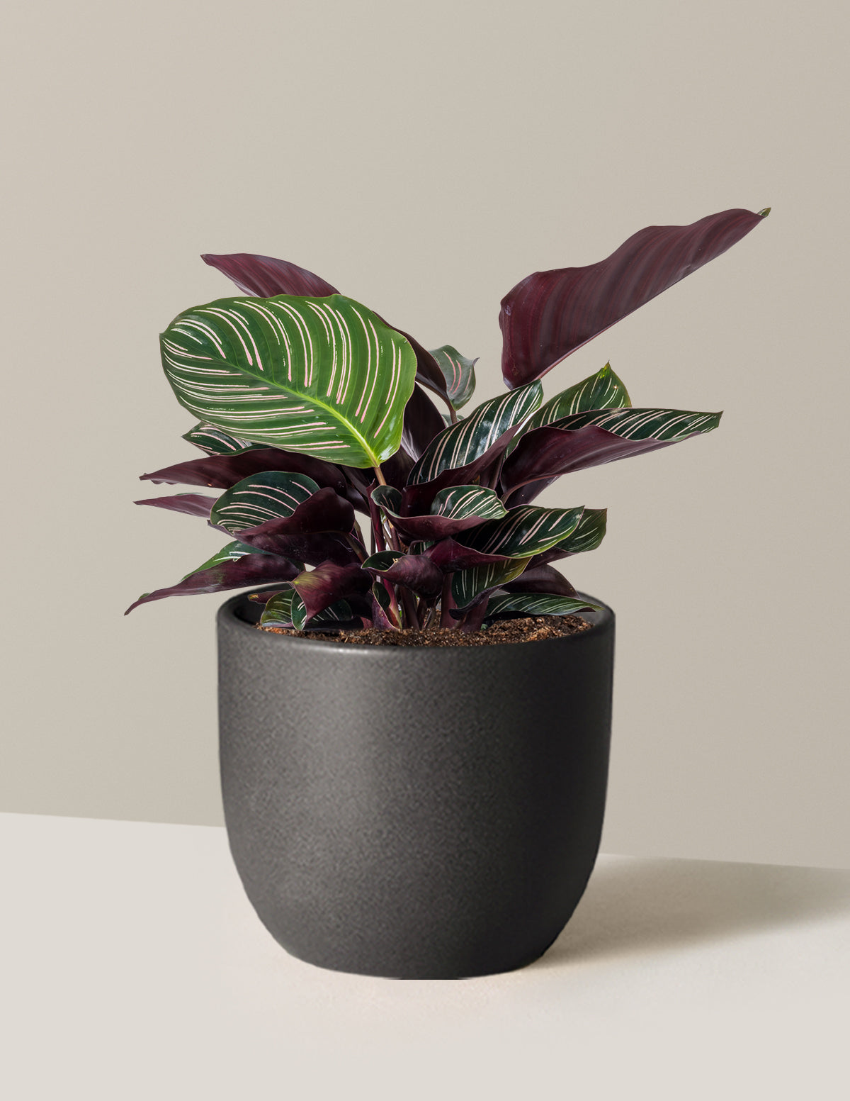 Calathea Pinstripe (Papatya Calathea)