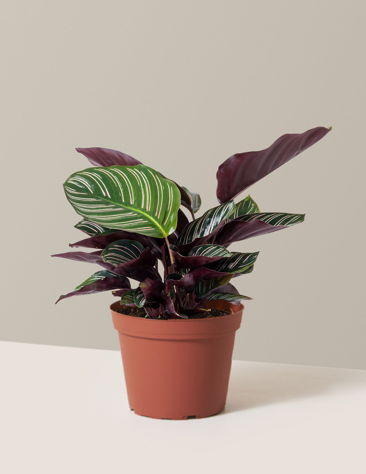 Calathea Pinstripe (Papatya Calathea)