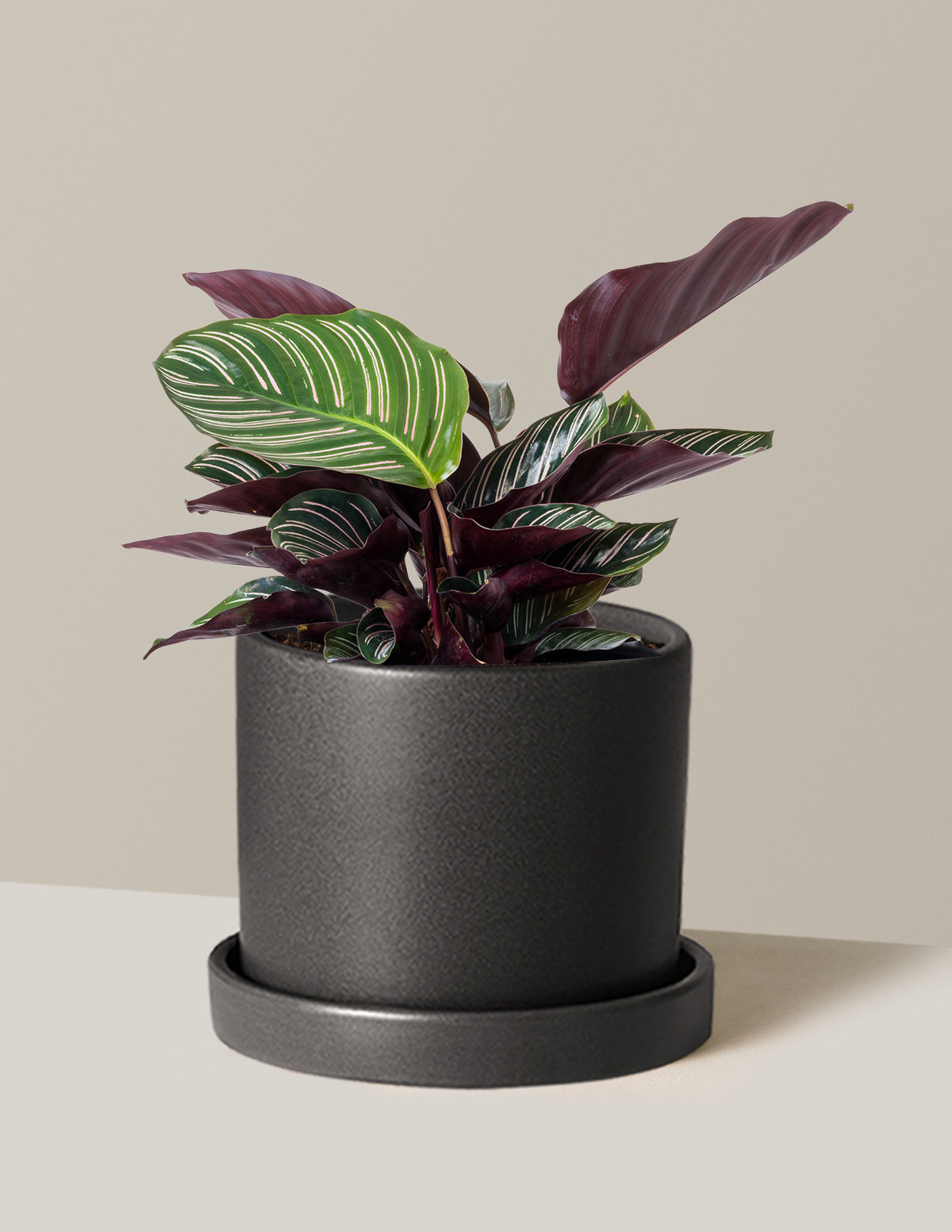 Calathea Pinstripe (Papatya Calathea)