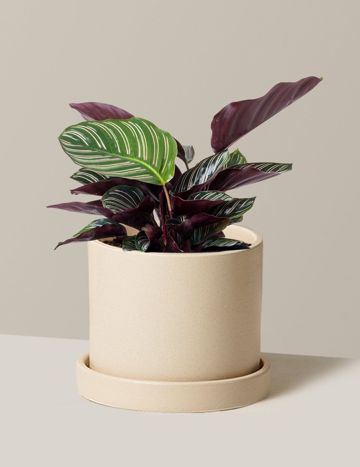 Calathea Pinstripe (Papatya Calathea)