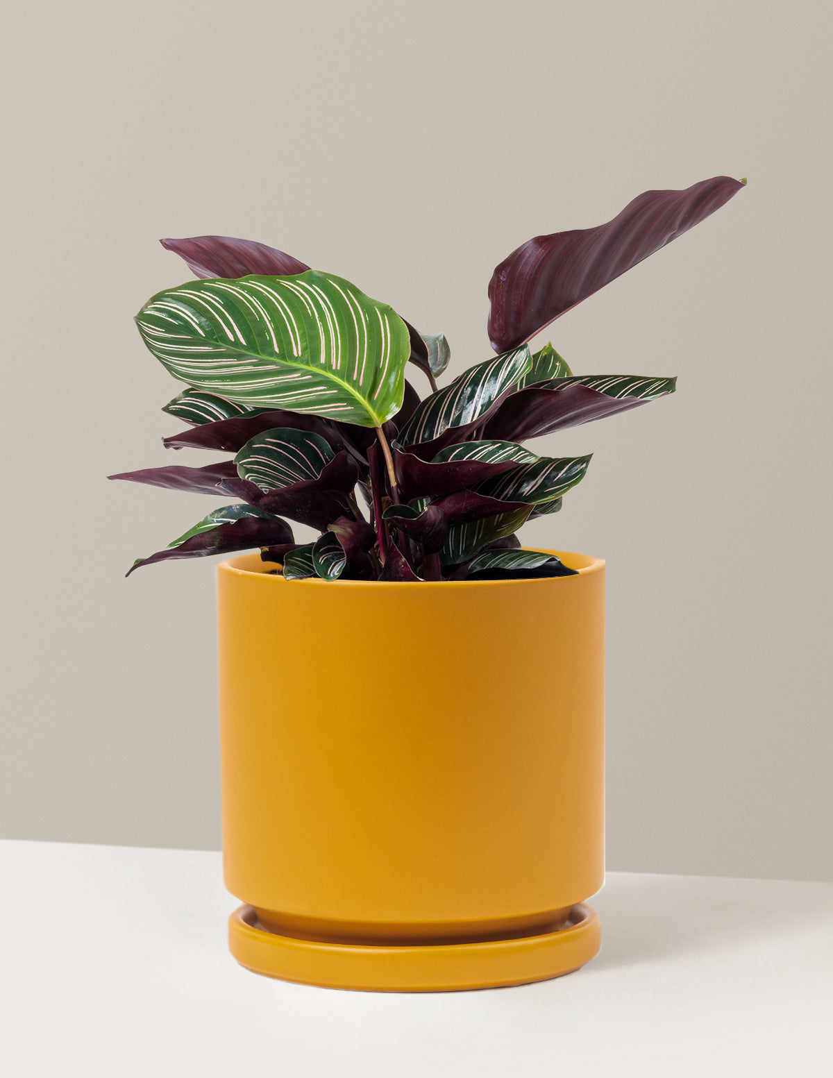 Calathea Pinstripe (Papatya Calathea)