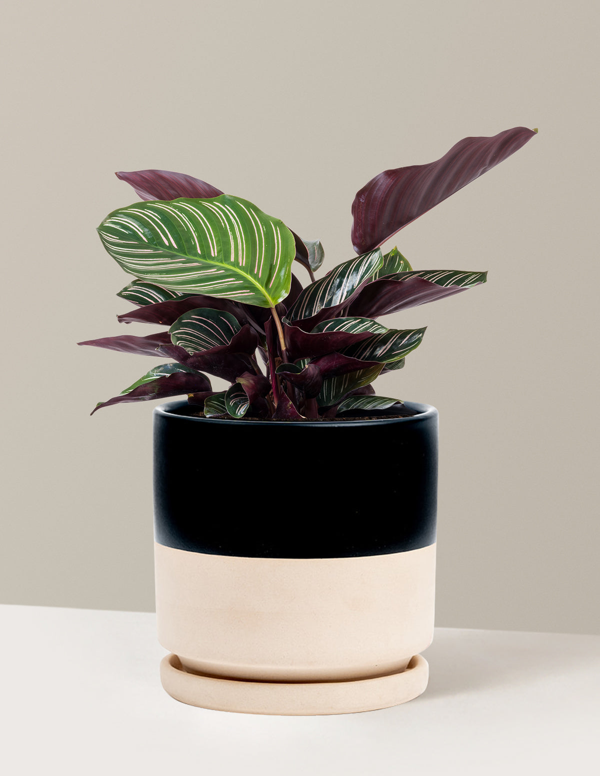Calathea Pinstripe (Papatya Calathea)