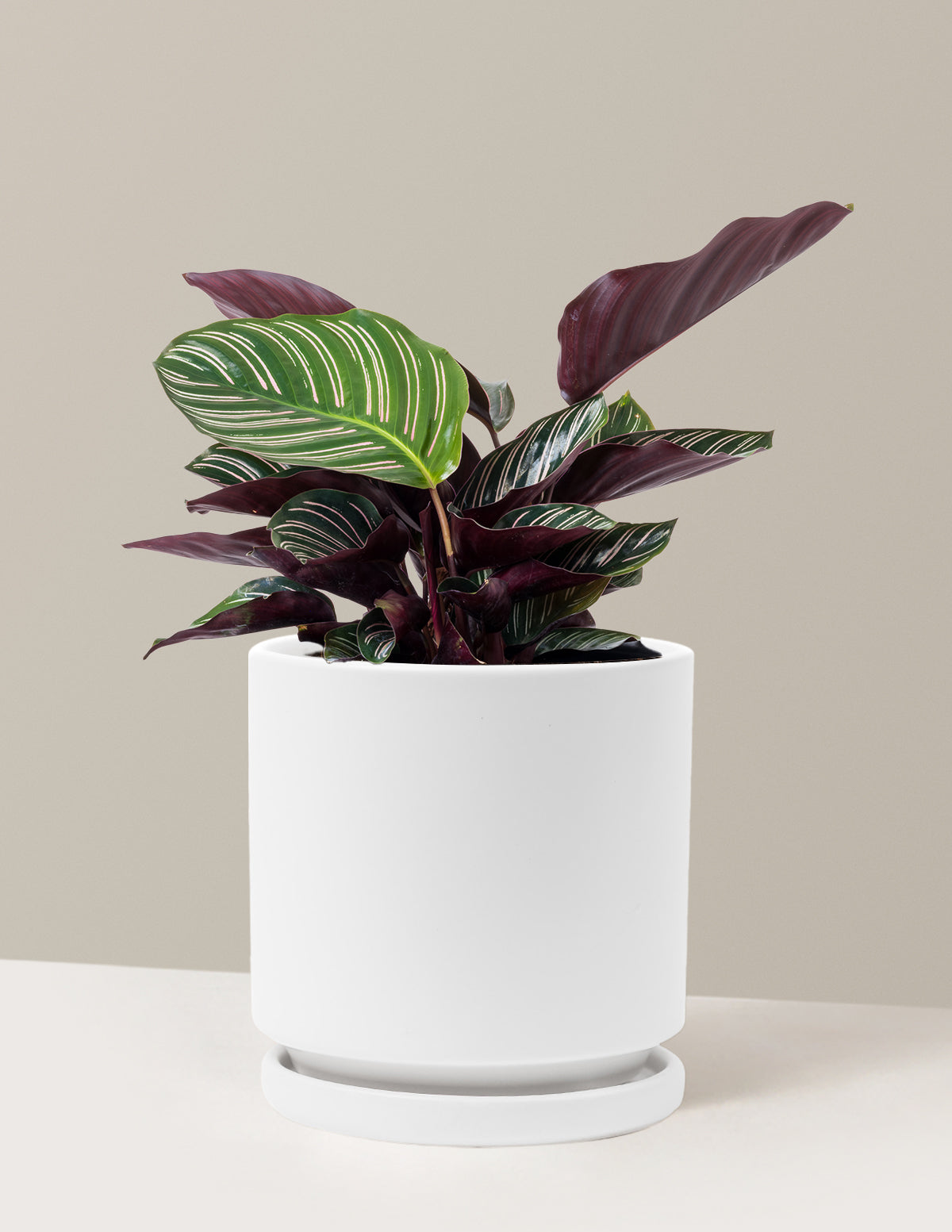 Calathea Pinstripe (Papatya Calathea)