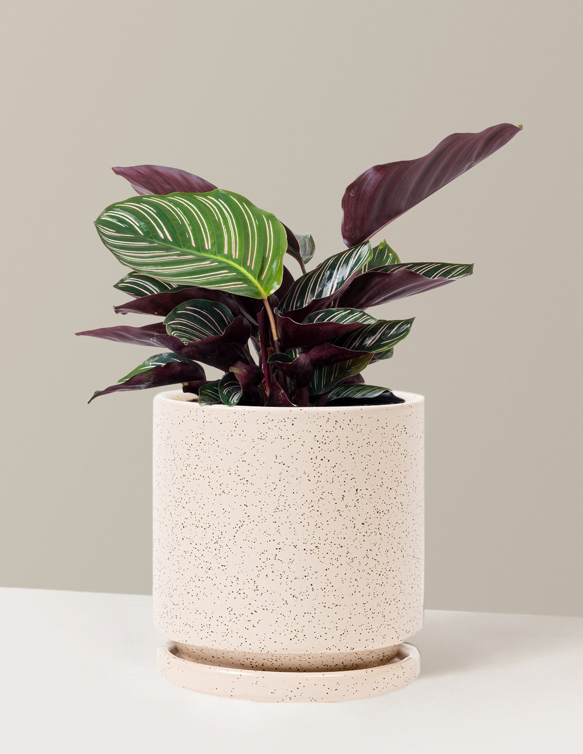 Calathea Pinstripe (Papatya Calathea)