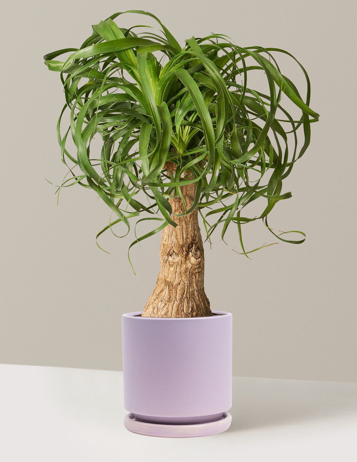 Ponytail Palm (Beaucarnea recurvata)