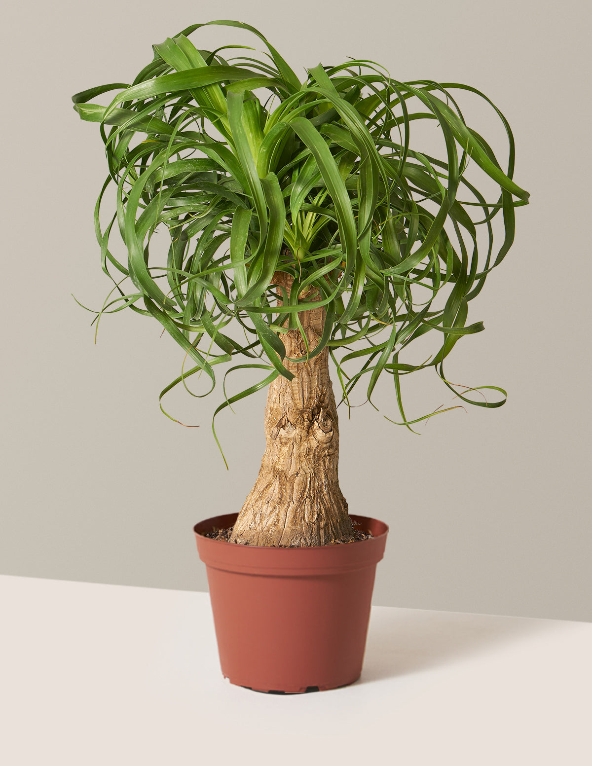 Ponytail Palm (Beaucarnea recurvata)
