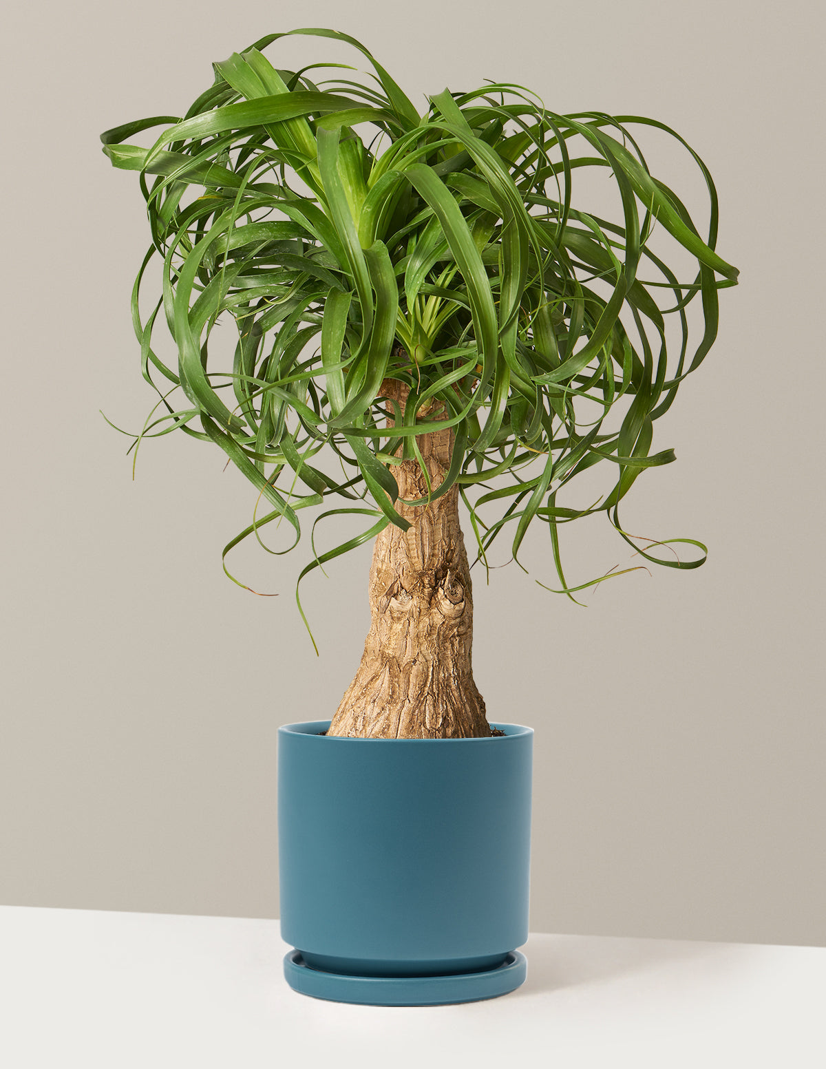 Ponytail Palm (Beaucarnea recurvata)