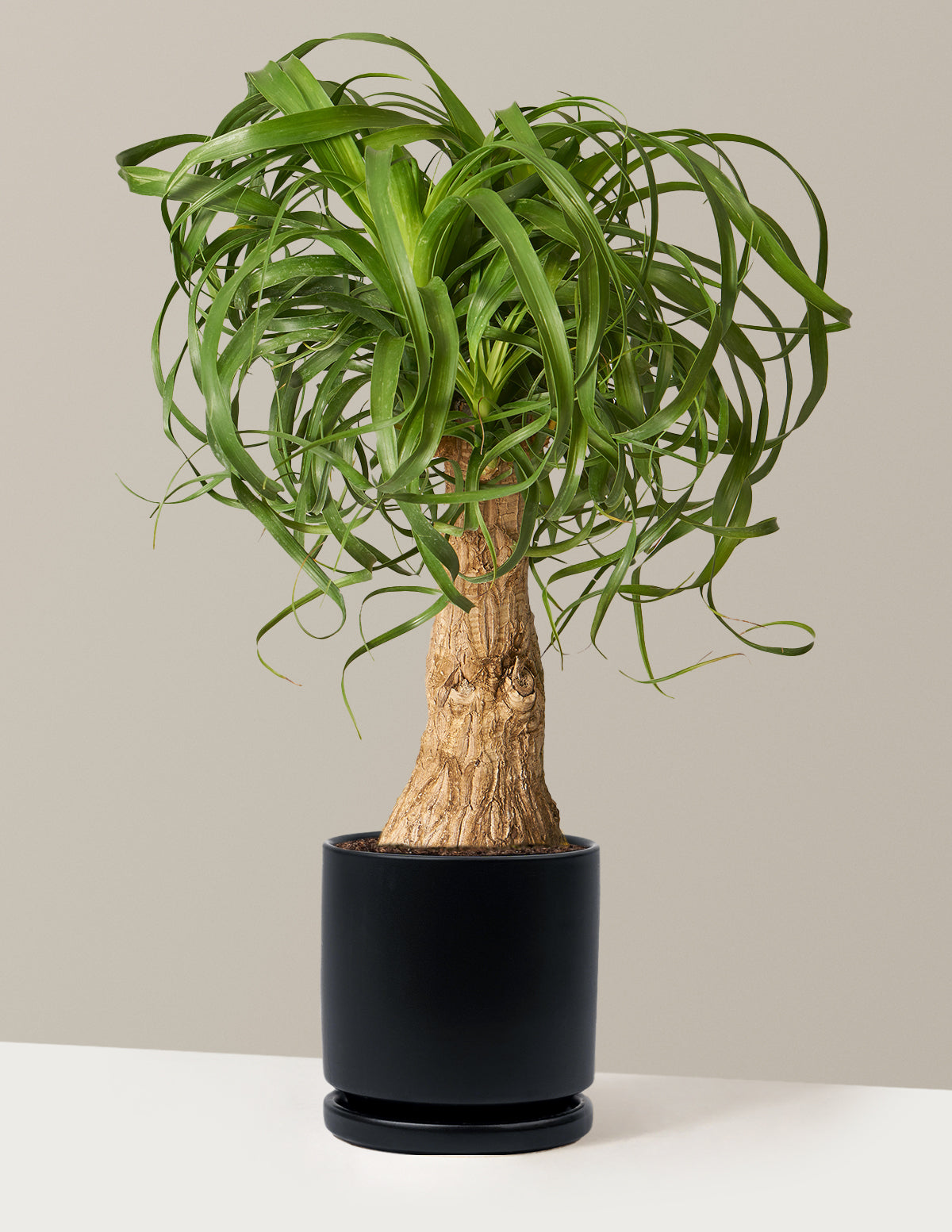 Ponytail Palm (Beaucarnea recurvata)