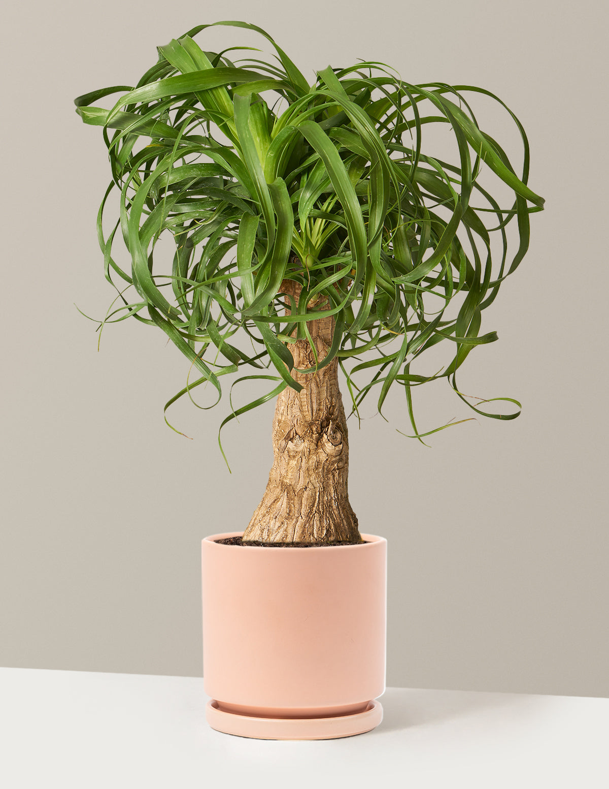 Ponytail Palm (Beaucarnea recurvata)