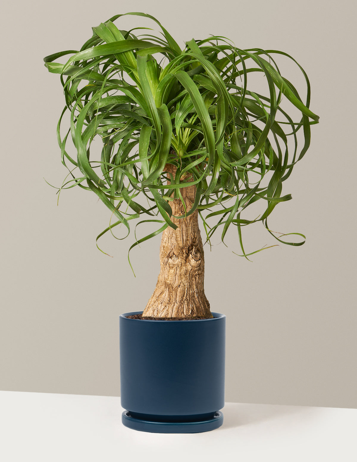 Ponytail Palm (Beaucarnea recurvata)