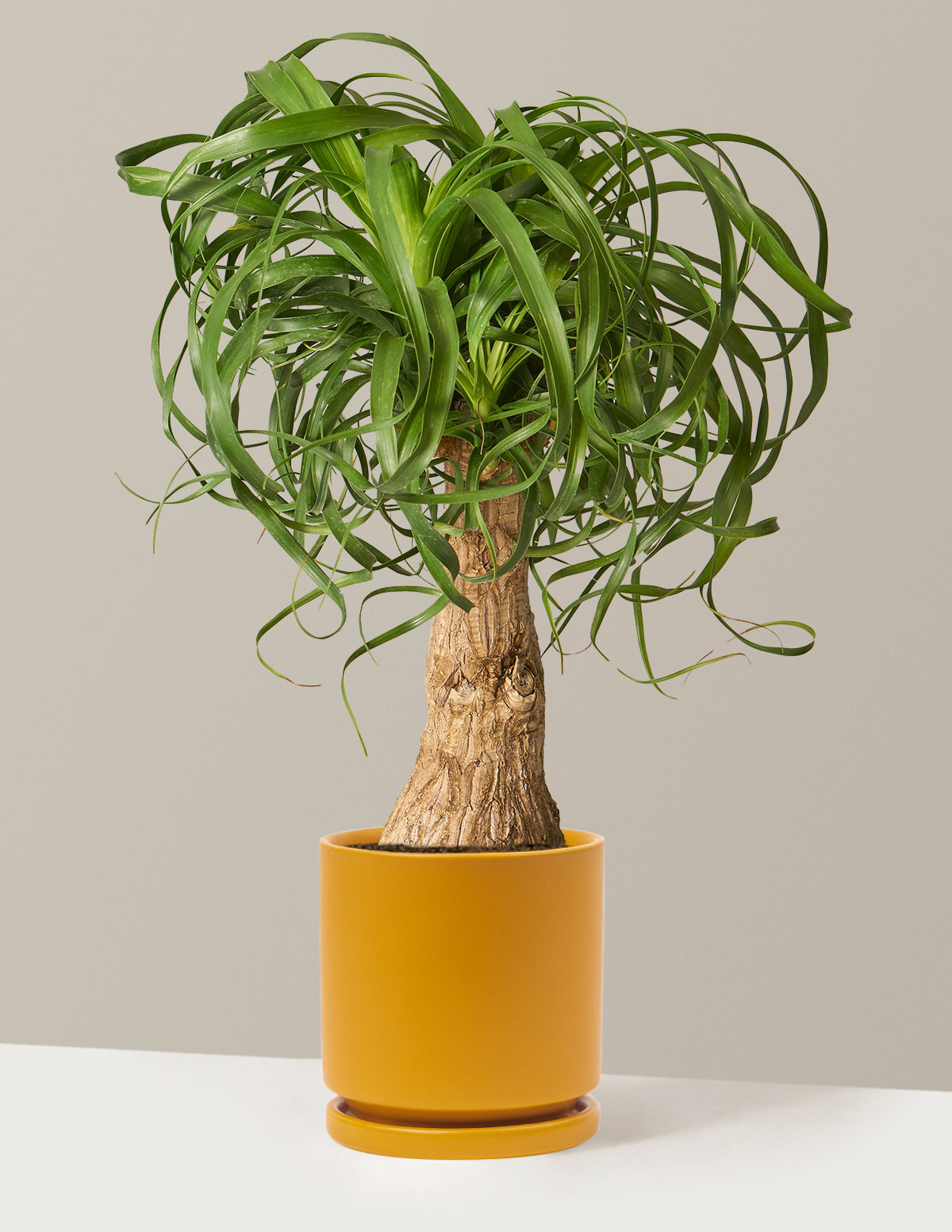 Ponytail Palm (Beaucarnea recurvata)