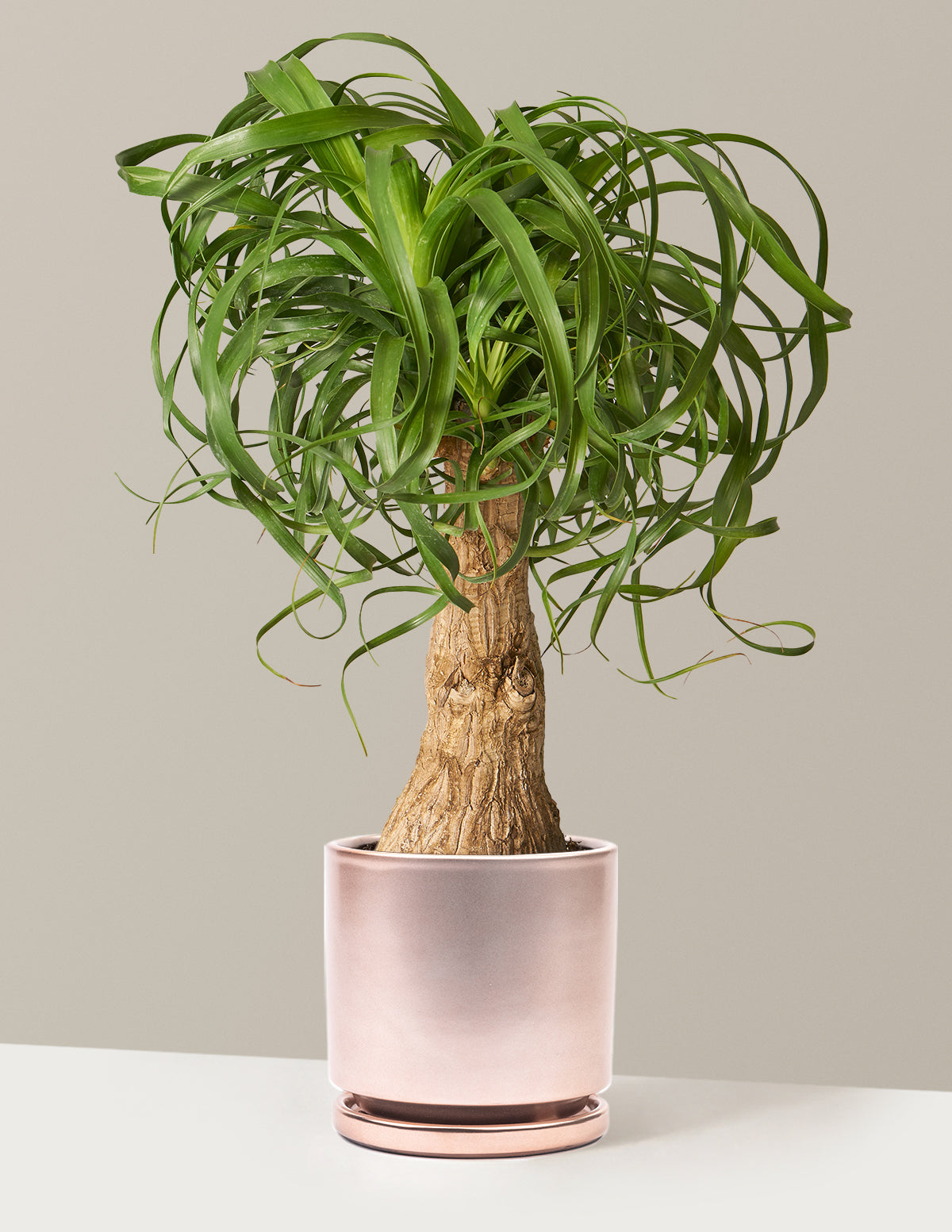 Ponytail Palm (Beaucarnea recurvata)