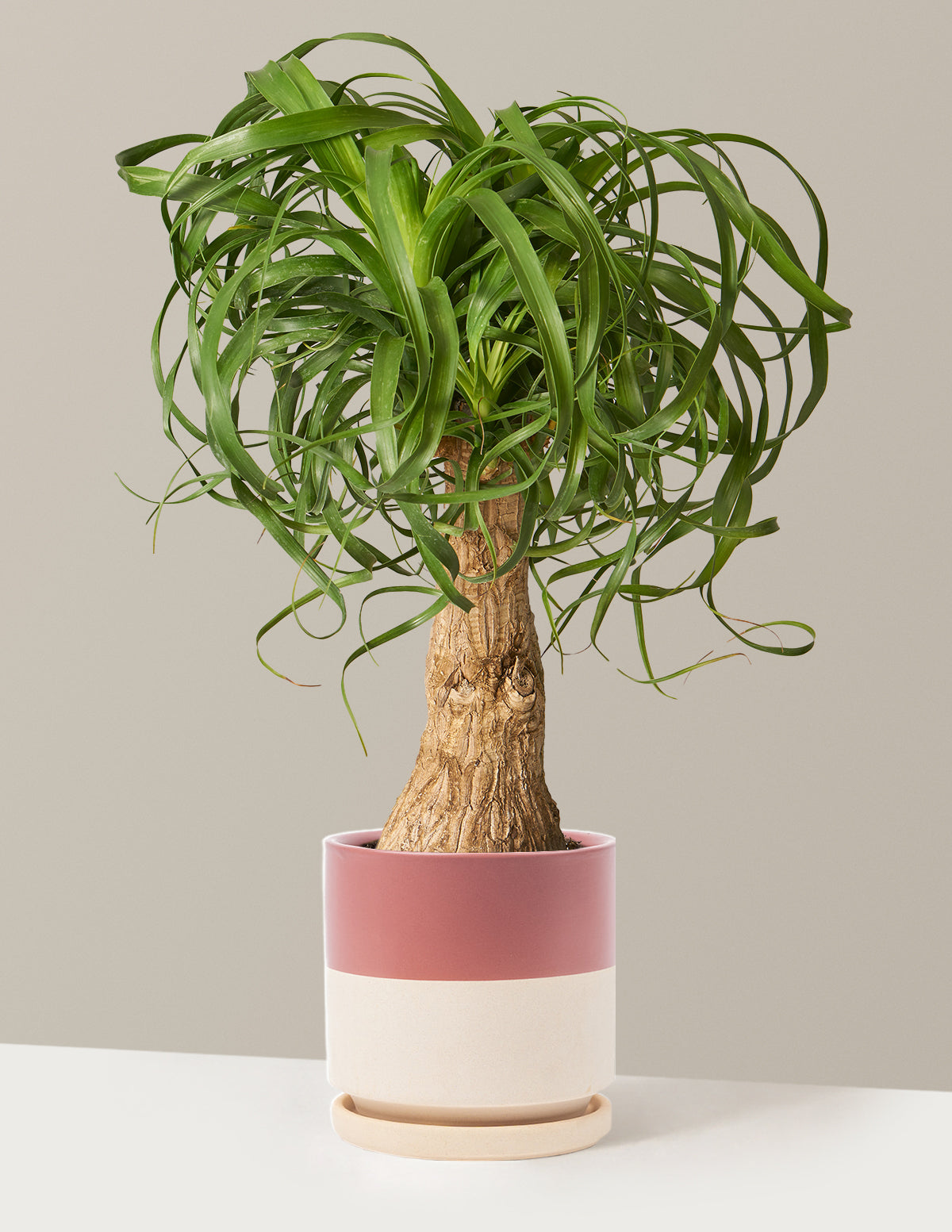 Ponytail Palm (Beaucarnea recurvata)