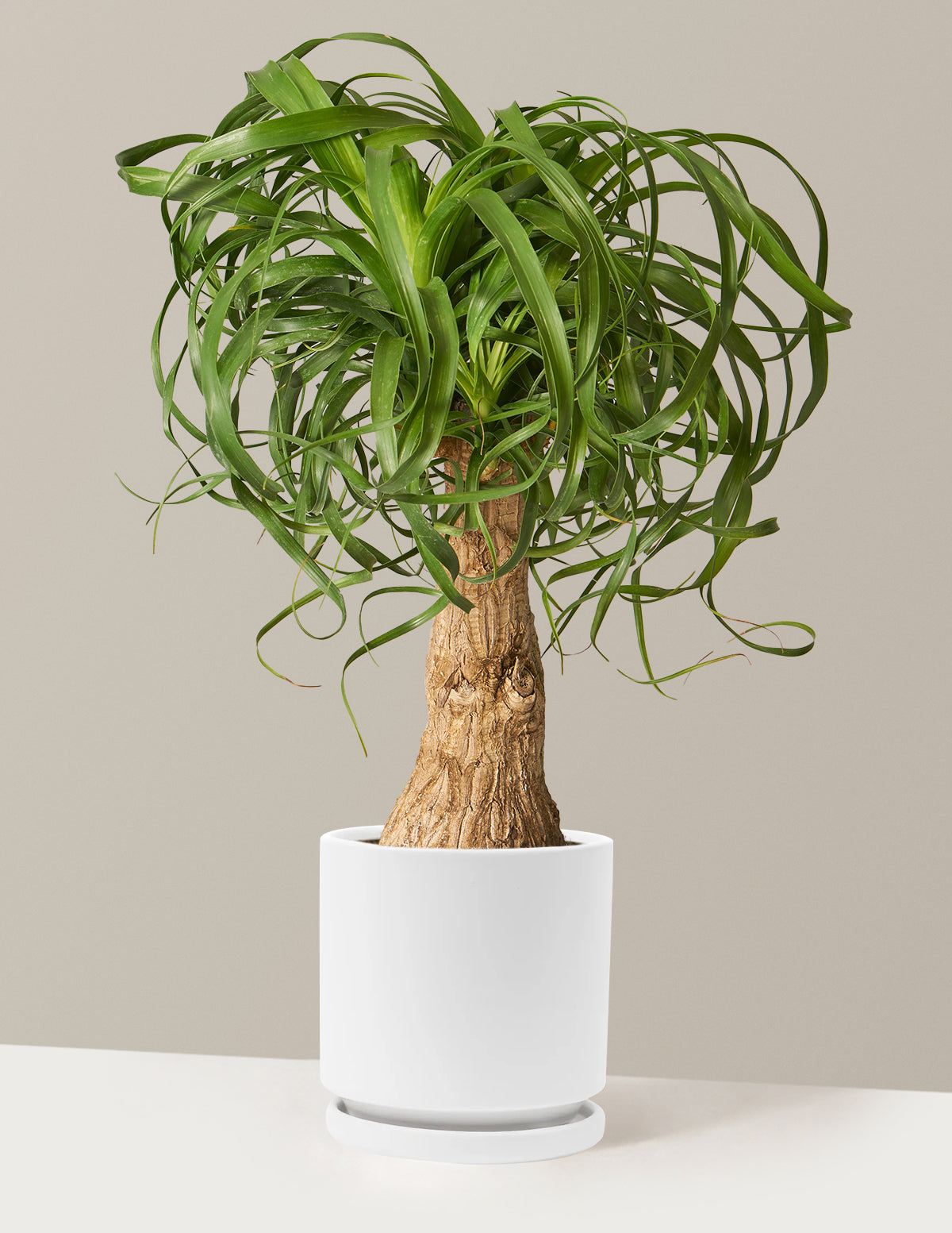 Ponytail Palm (Beaucarnea recurvata)