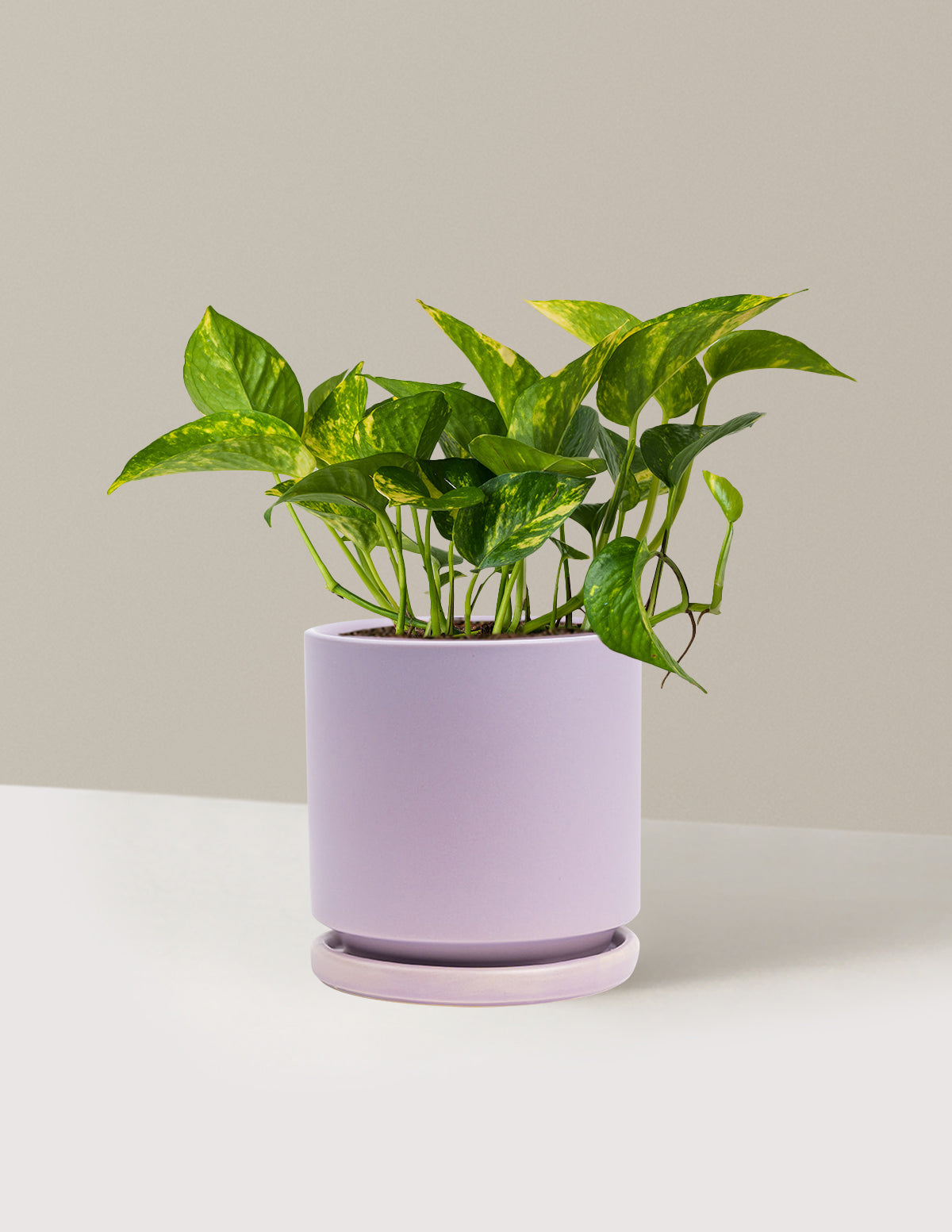 Golden Pothos